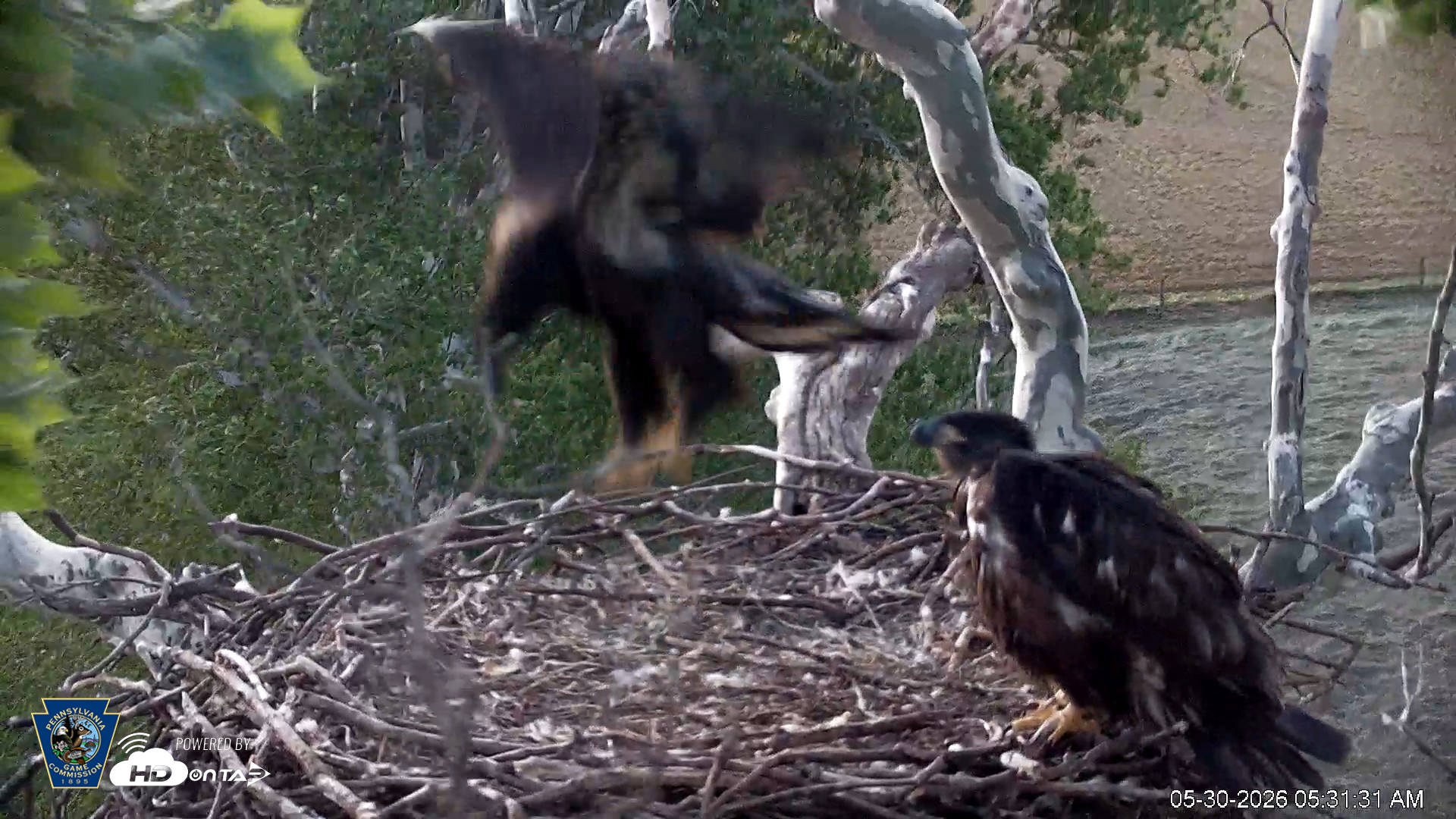 Snapshot of PA Farm Country Eagles Live Cams taken May 30, 2026, 5:32am EDT