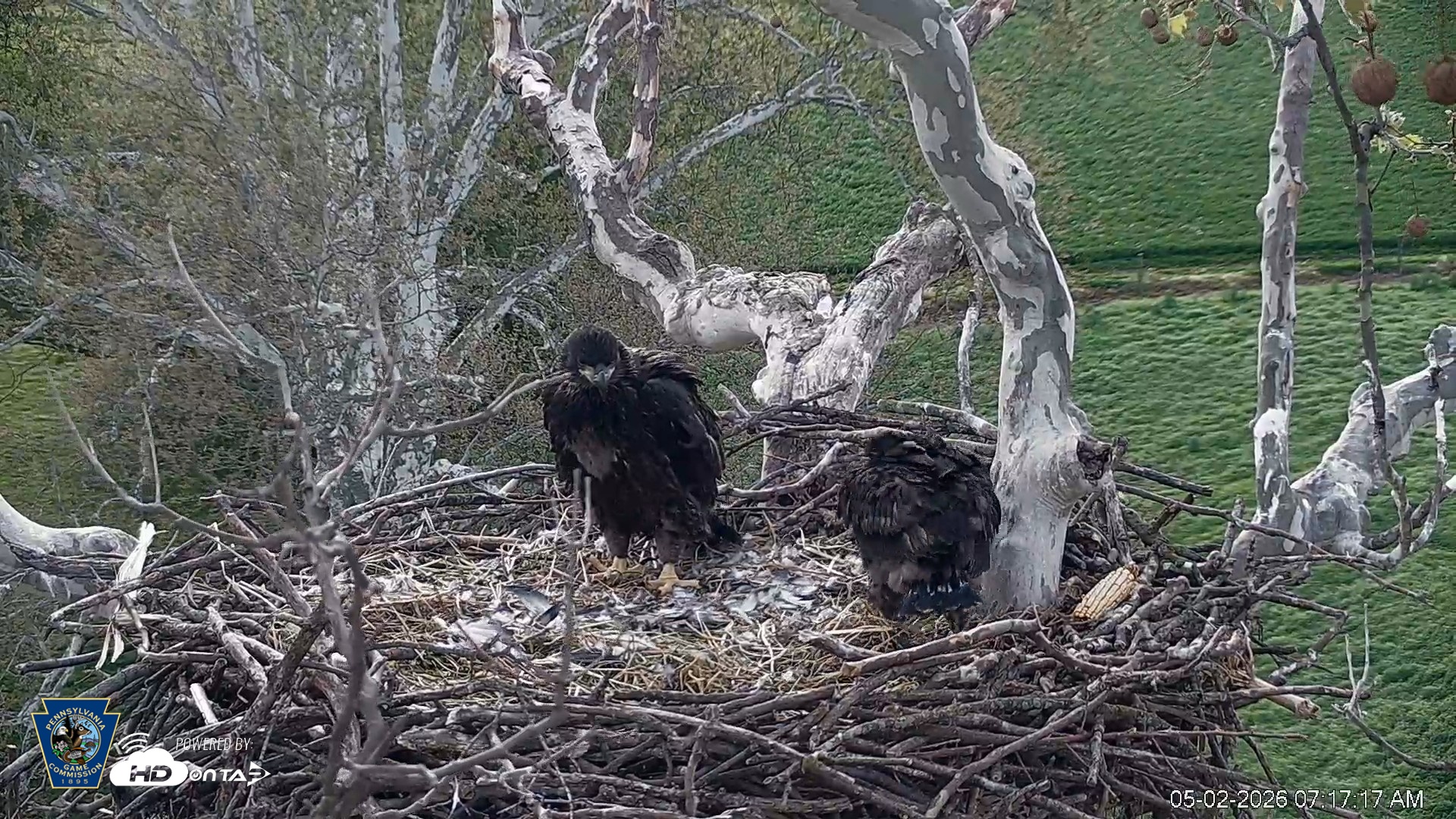 Snapshot of PA Farm Country Eagles Live Cams taken May 2, 2026, 7:18am EDT