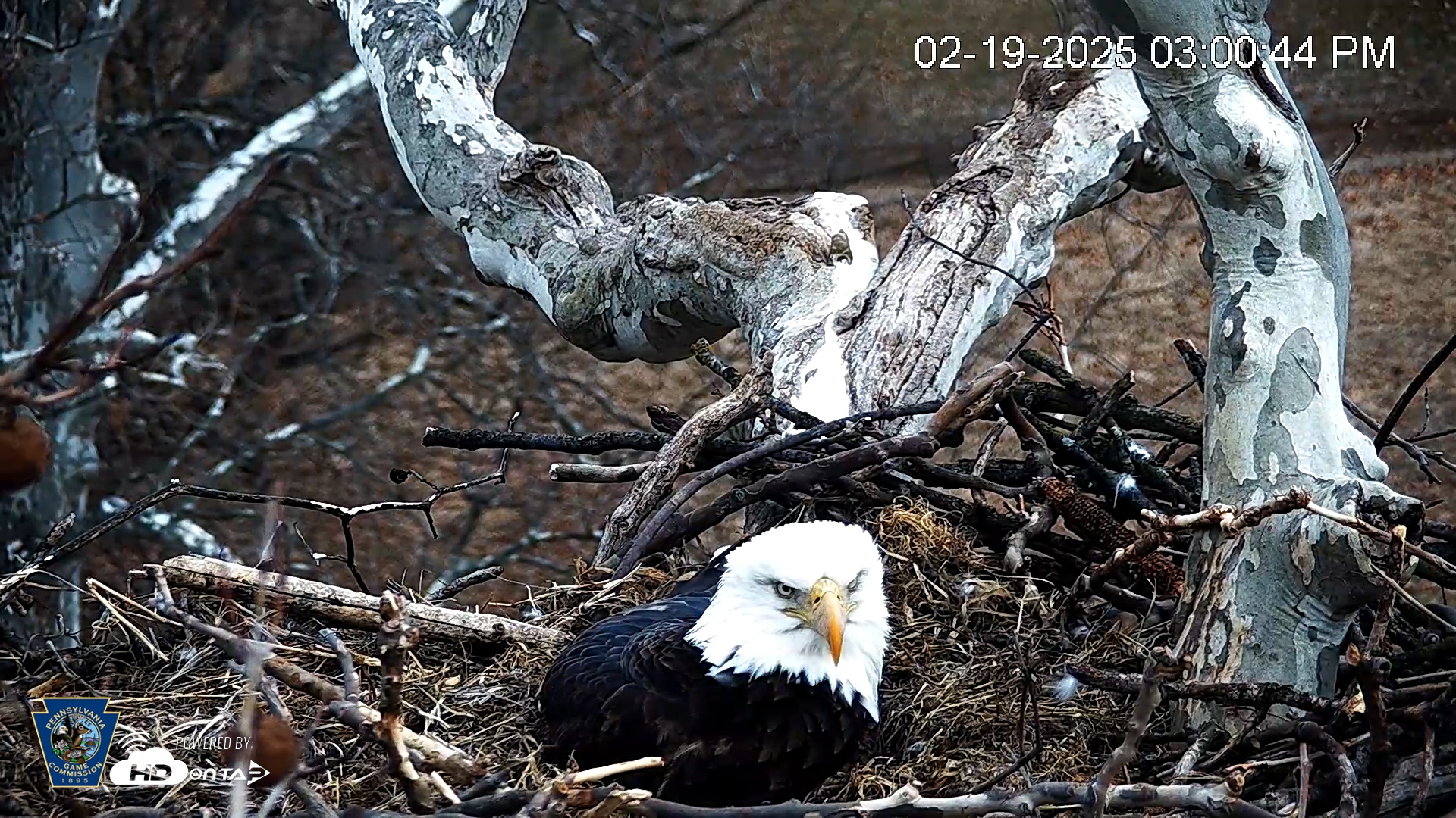 Snapshot of PA Farm Country Eagles Live Cams taken Feb 19, 2025, 3:01pm EST