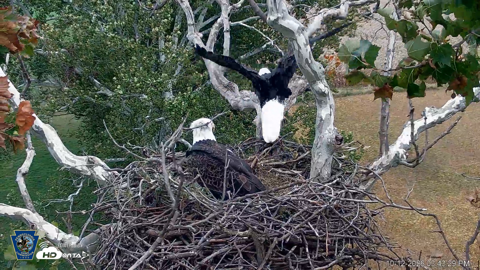 Snapshot of PA Farm Country Eagles Live Cams taken Oct 12, 2026, 3:44pm EDT