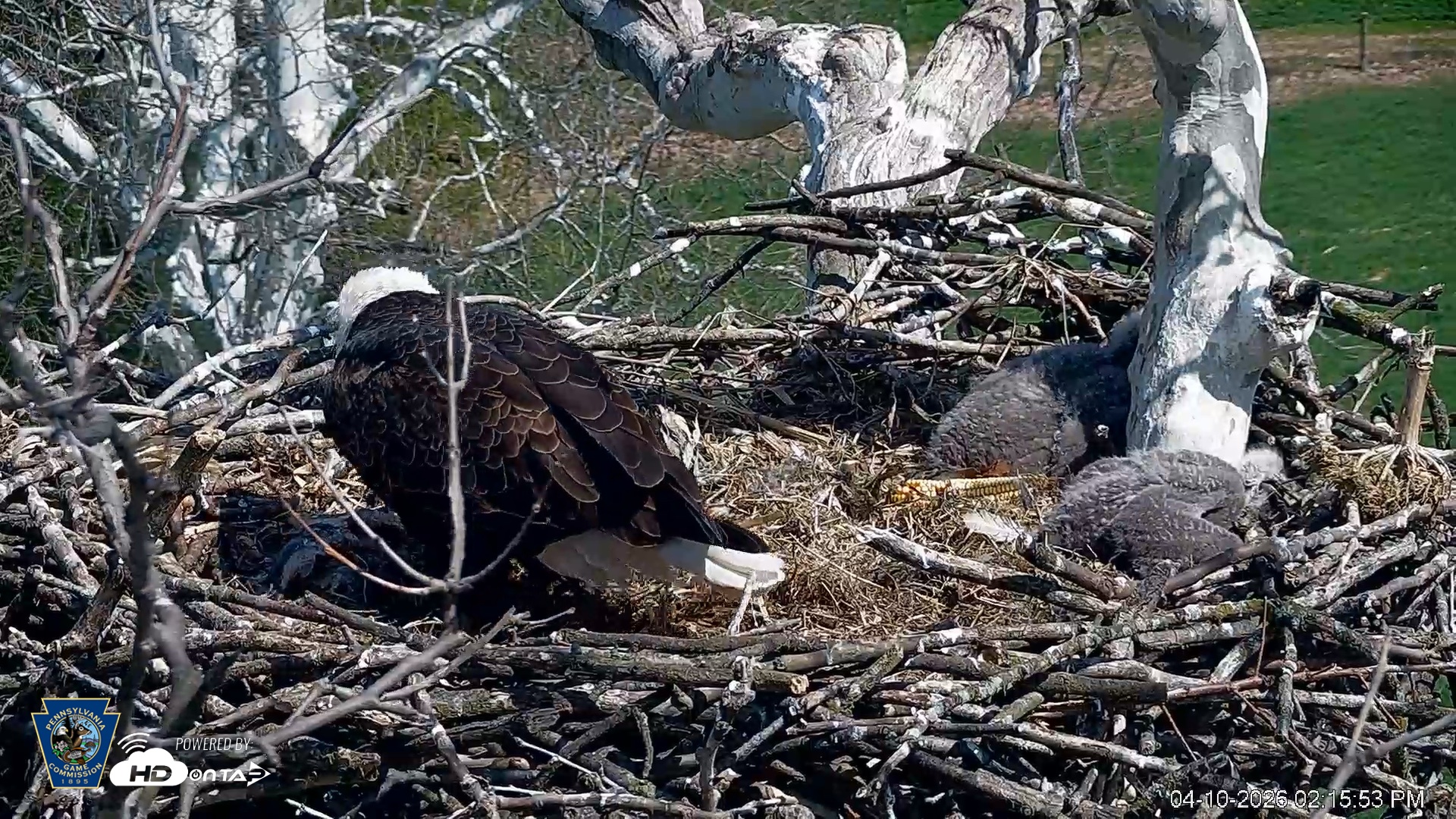 Snapshot of PA Farm Country Eagles Live Cams taken Apr 10, 2026, 2:17pm EDT