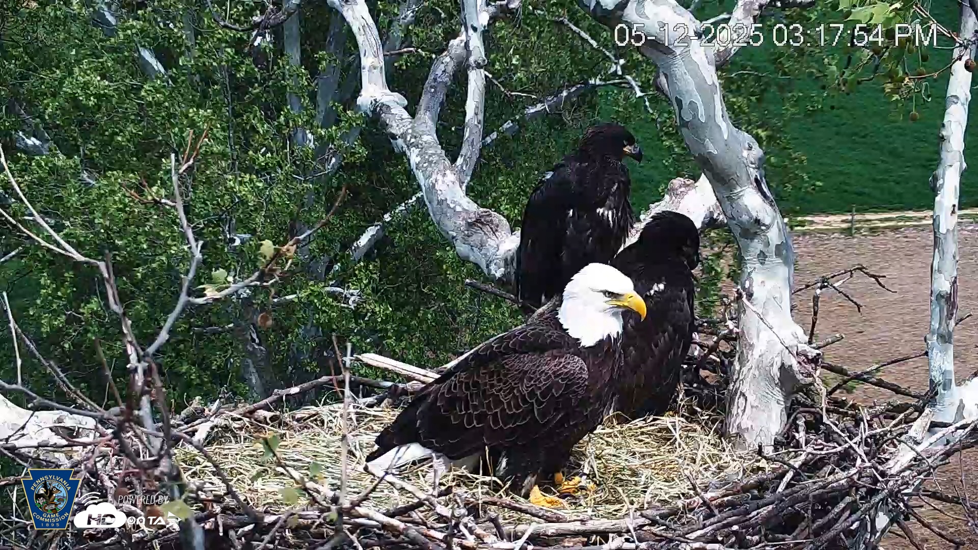 Snapshot of PA Farm Country Eagles Live Cams taken May 12, 2025, 3:18pm EDT