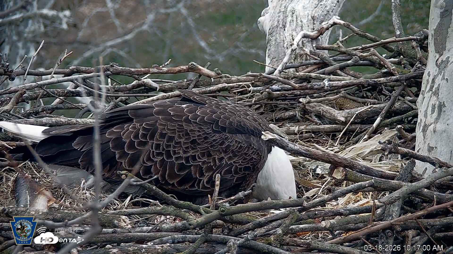 Snapshot of PA Farm Country Eagles Live Cams taken Mar 18, 2026, 10:17am EDT