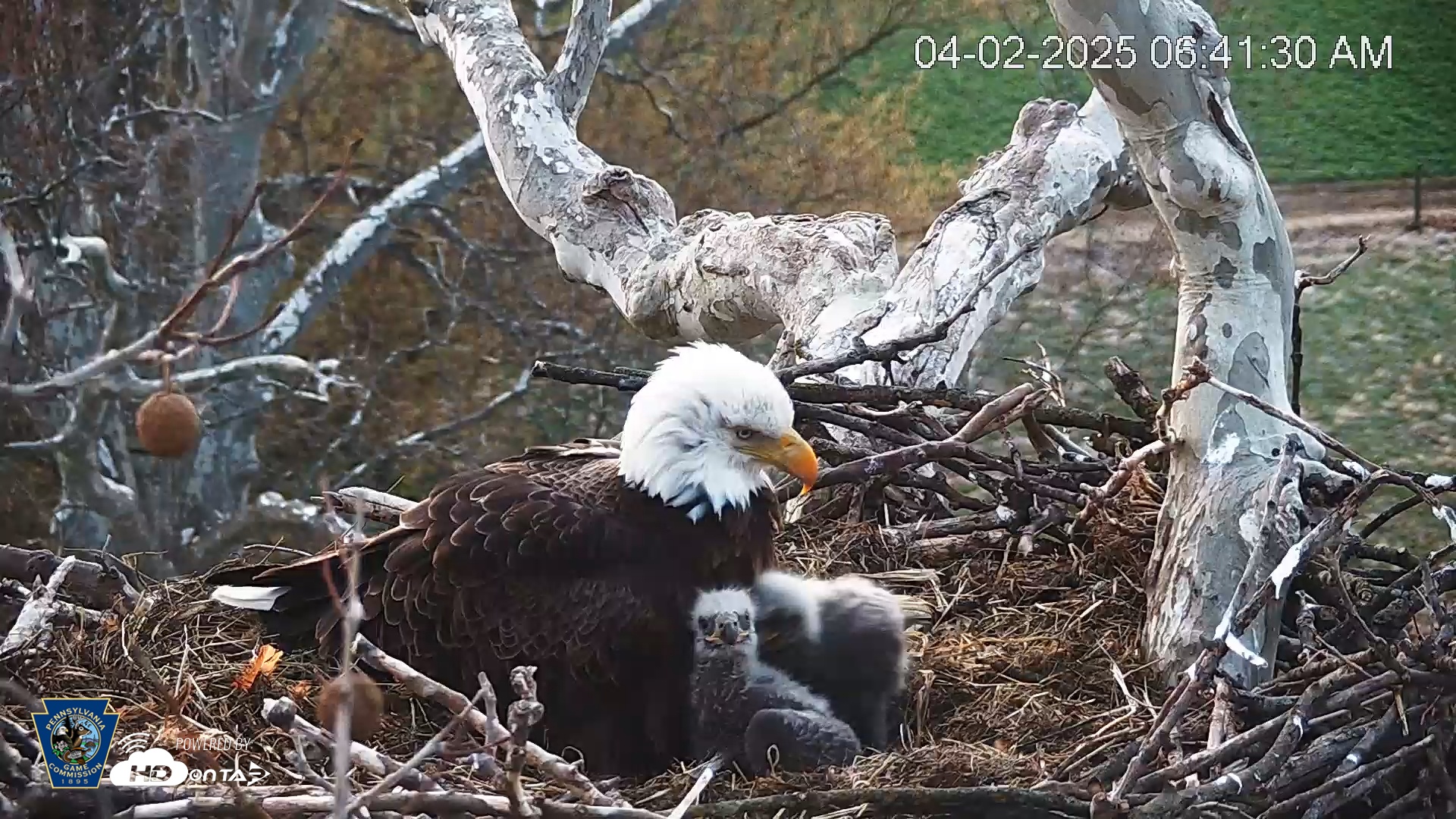 Snapshot of PA Farm Country Eagles Live Cams taken Apr 2, 2025, 6:42am EDT