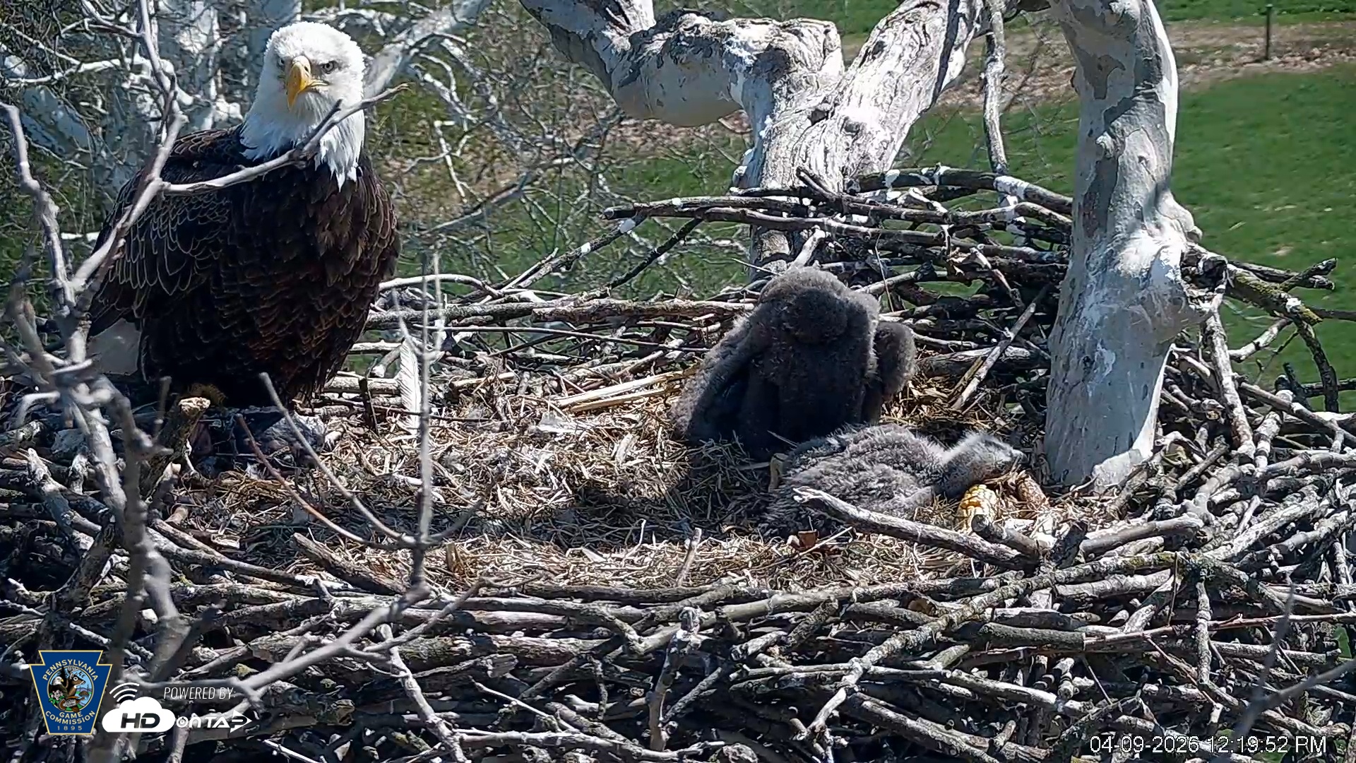 Snapshot of PA Farm Country Eagles Live Cams taken Apr 9, 2026, 12:20pm EDT