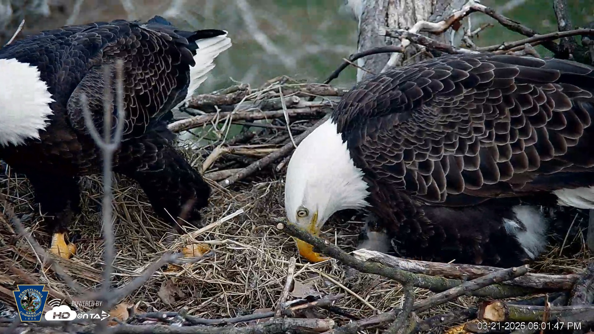 Snapshot of PA Farm Country Eagles Live Cams taken Mar 21, 2026, 6:02pm EDT