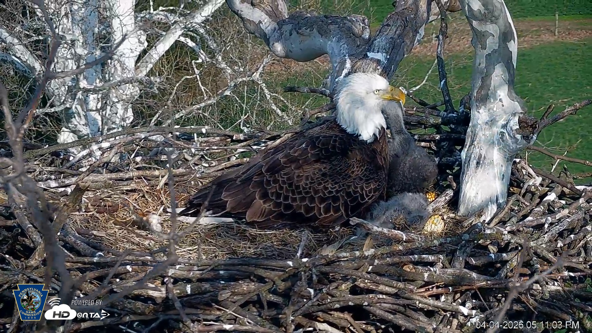 Snapshot of PA Farm Country Eagles Live Cams taken Apr 4, 2026, 5:11pm EDT