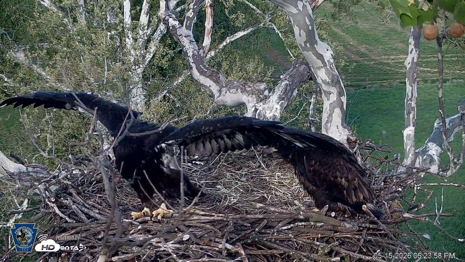 Snapshot of PA Farm Country Eagles Live Cams taken May 15, 2026, 6:24pm EDT