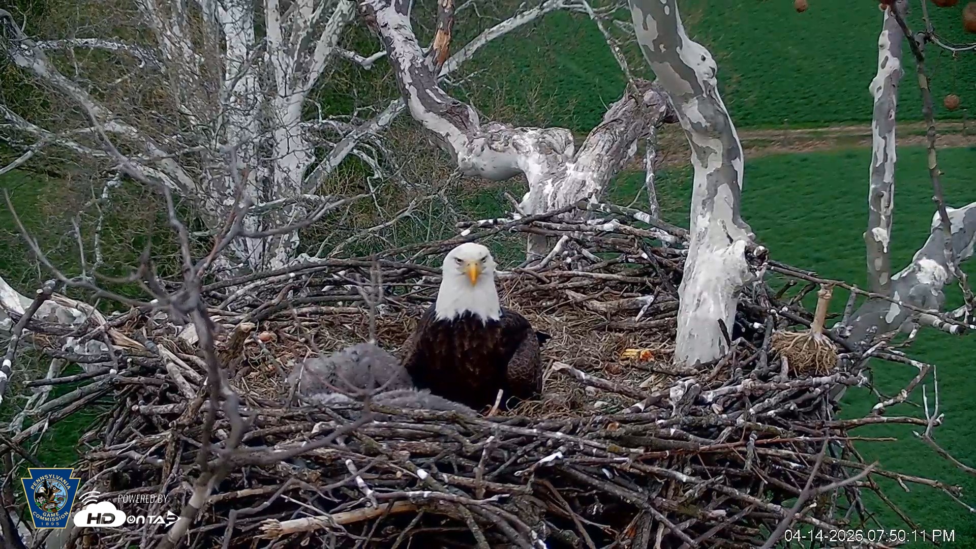 Snapshot of PA Farm Country Eagles Live Cams taken Apr 14, 2026, 7:51pm EDT