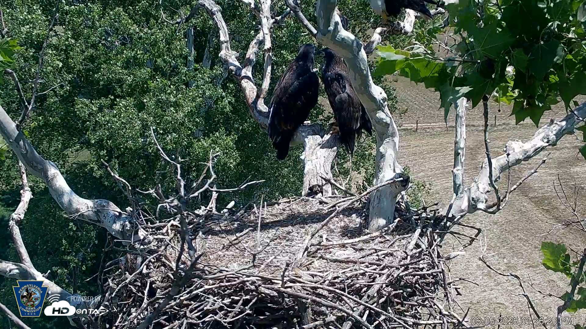 Snapshot of PA Farm Country Eagles Live Cams taken Jun 5, 2026, 1:27pm EDT