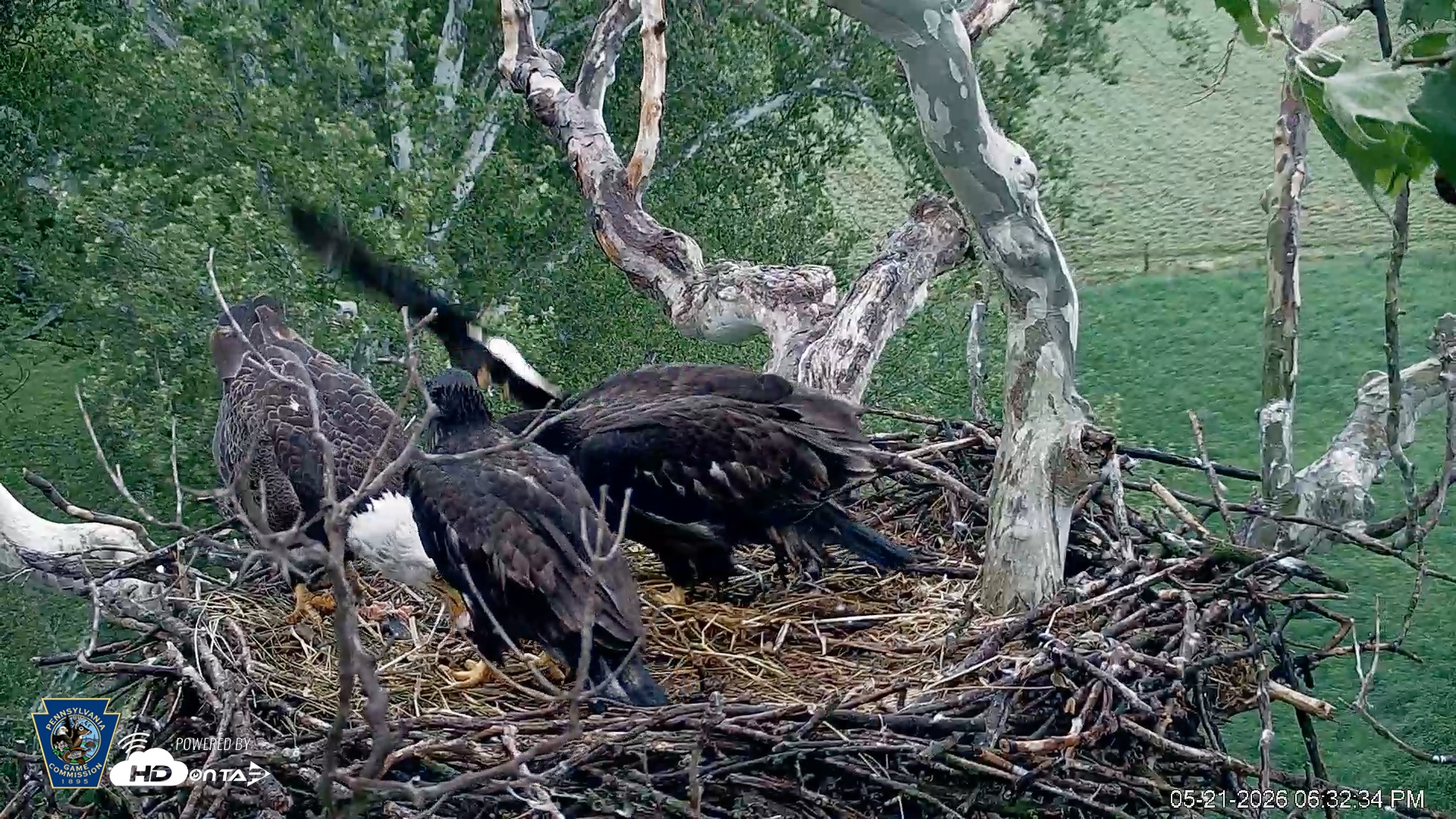 Snapshot of PA Farm Country Eagles Live Cams taken May 21, 2026, 6:35pm EDT
