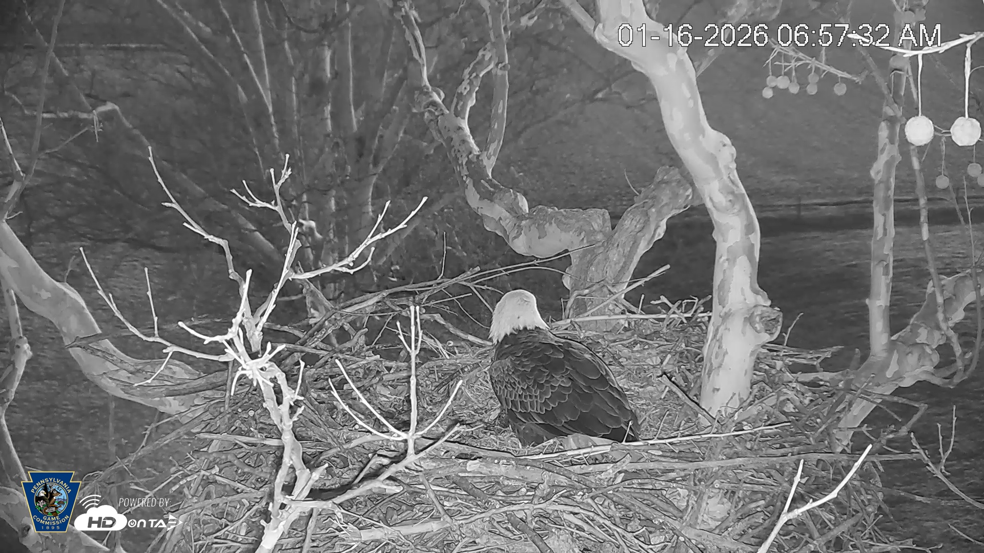 Snapshot of PA Farm Country Eagles Live Cams taken Jan 16, 2026, 6:58am EST