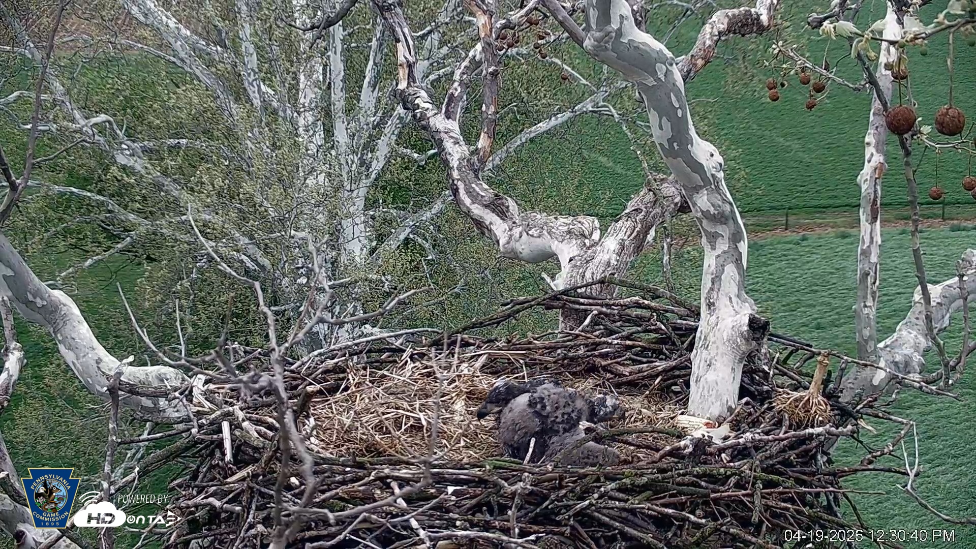 Snapshot of PA Farm Country Eagles Live Cams taken Apr 19, 2026, 12:31pm EDT
