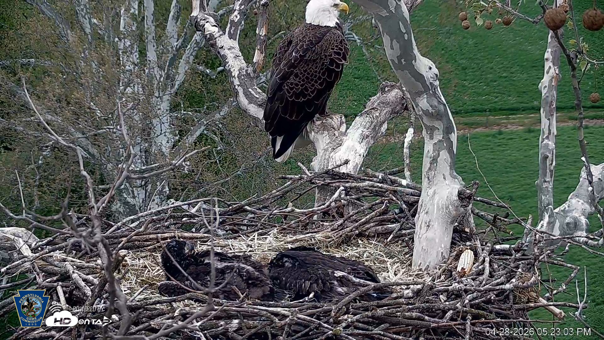 Snapshot of PA Farm Country Eagles Live Cams taken Apr 28, 2026, 5:23pm EDT