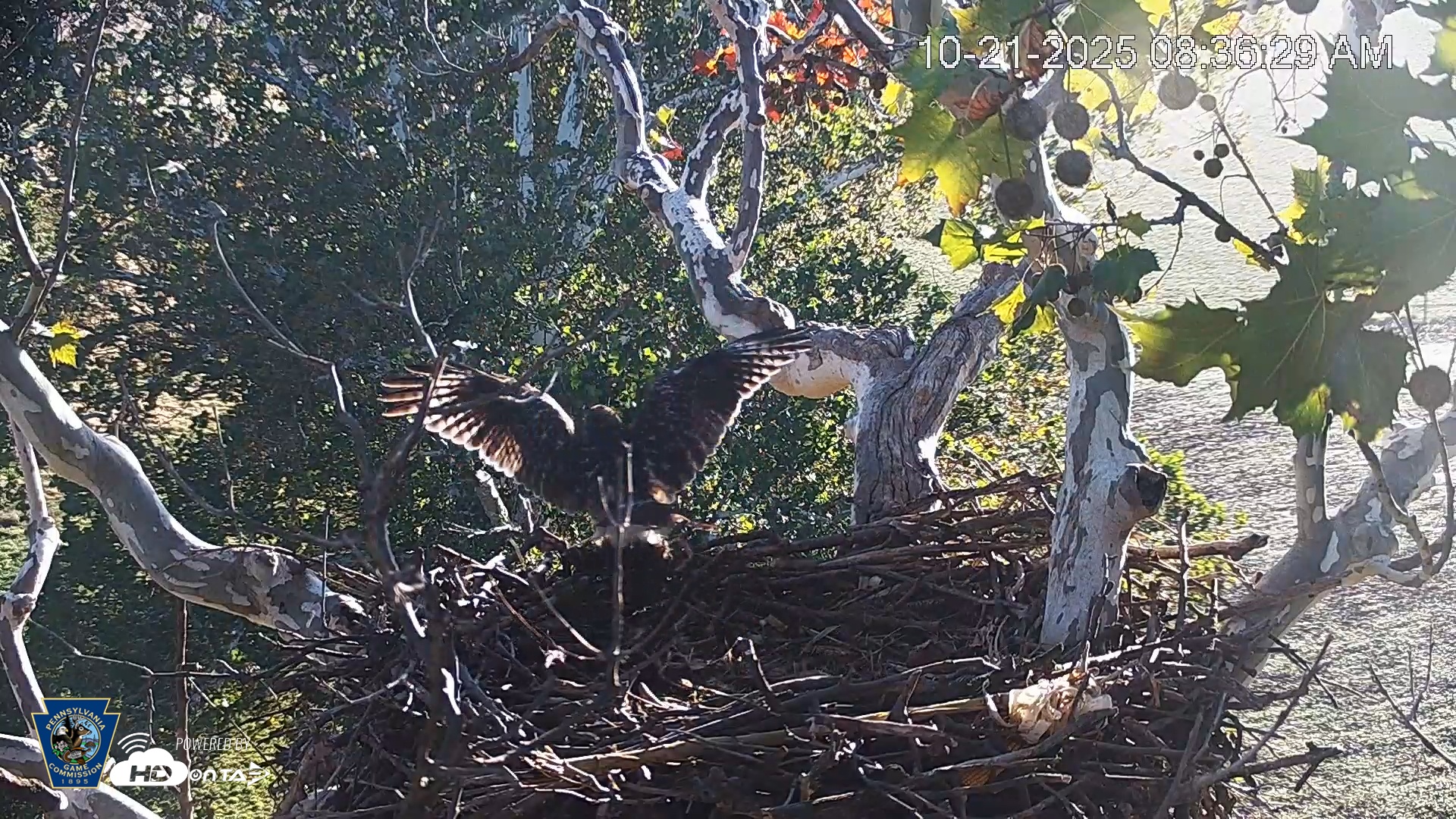 Snapshot of PA Farm Country Eagles Live Cams taken Oct 21, 2025, 8:37am EDT
