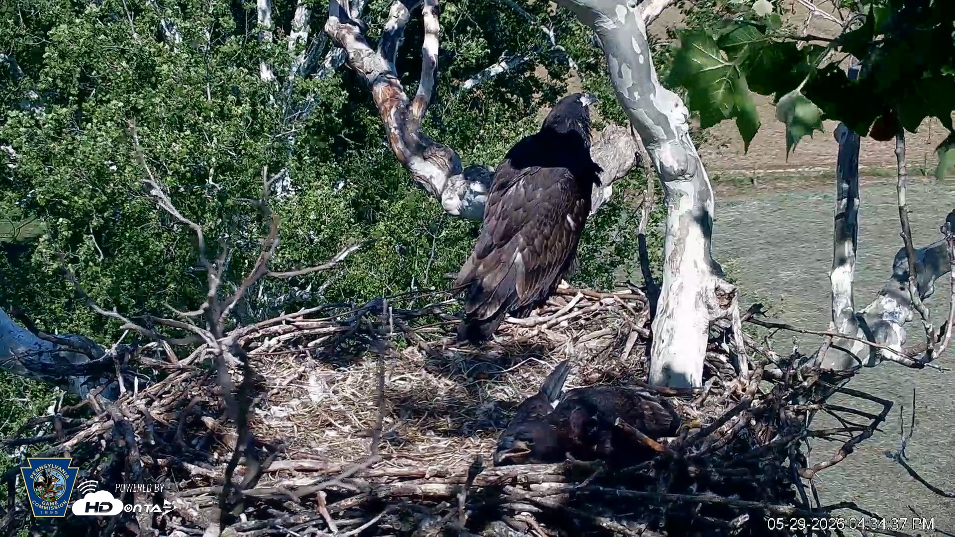 Snapshot of PA Farm Country Eagles Live Cams taken May 29, 2026, 4:35pm EDT