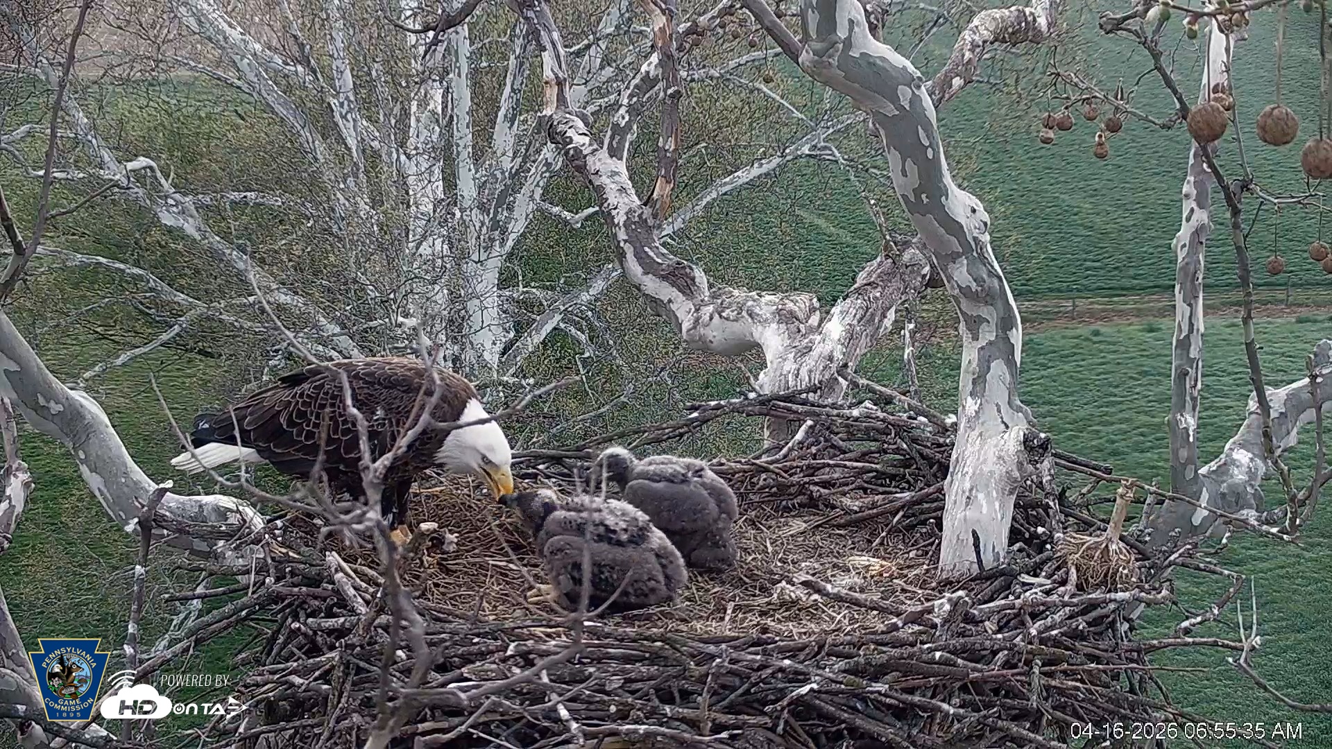Snapshot of PA Farm Country Eagles Live Cams taken Apr 16, 2026, 6:56am EDT