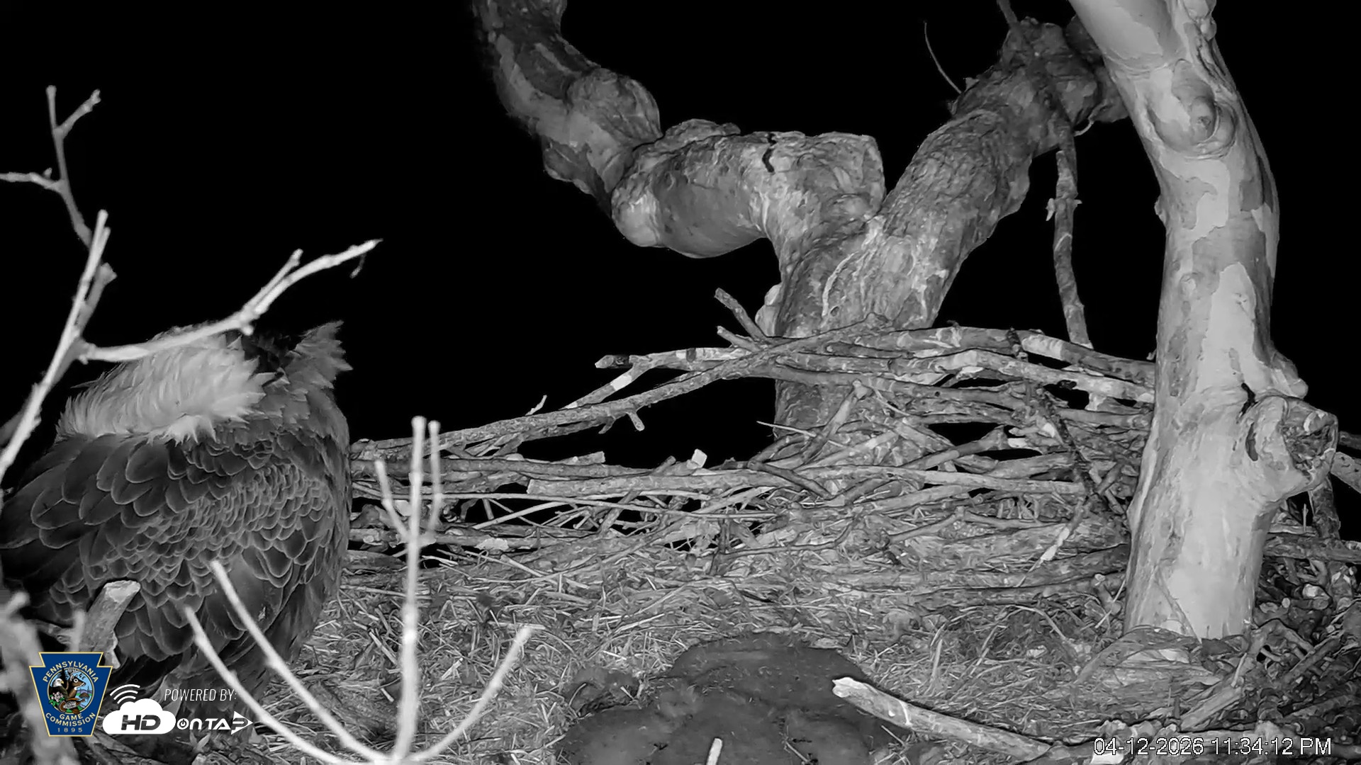 Snapshot of PA Farm Country Eagles Live Cams taken Apr 12, 2026, 11:35pm EDT