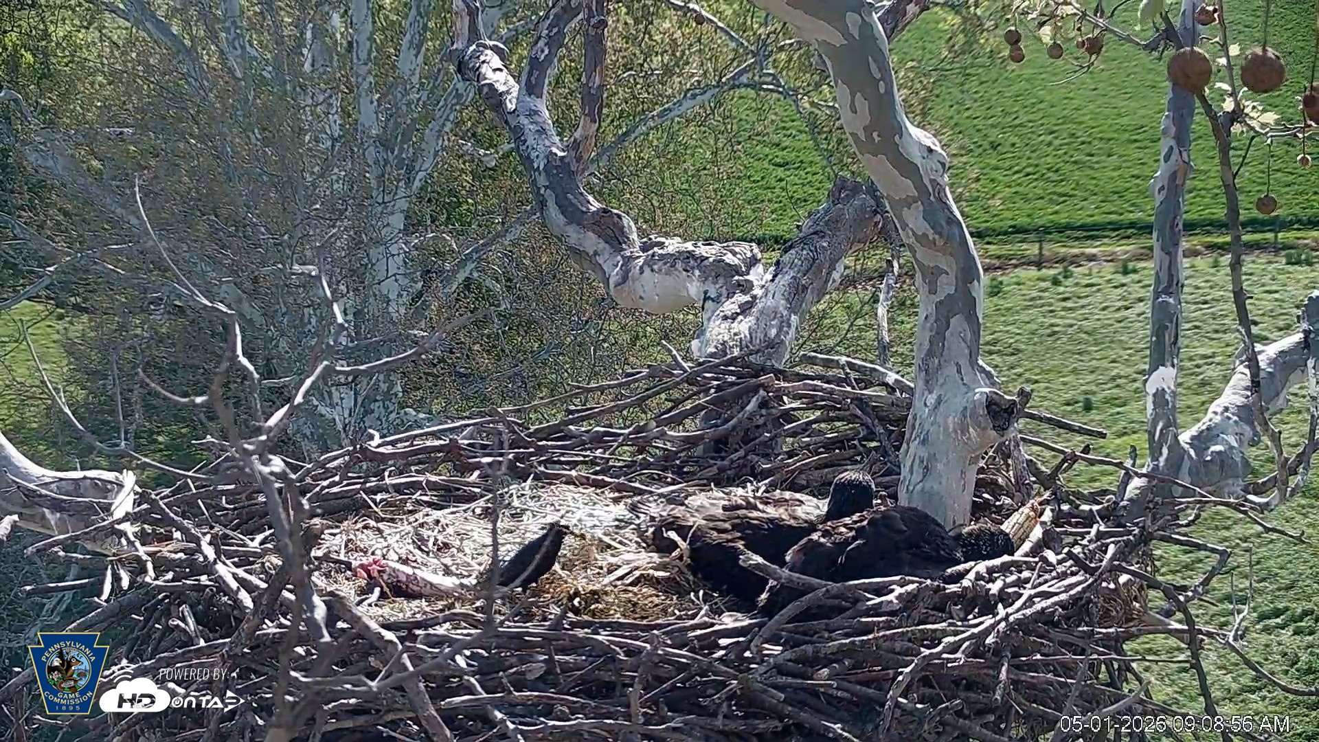 Snapshot of PA Farm Country Eagles Live Cams taken May 1, 2026, 9:09am EDT