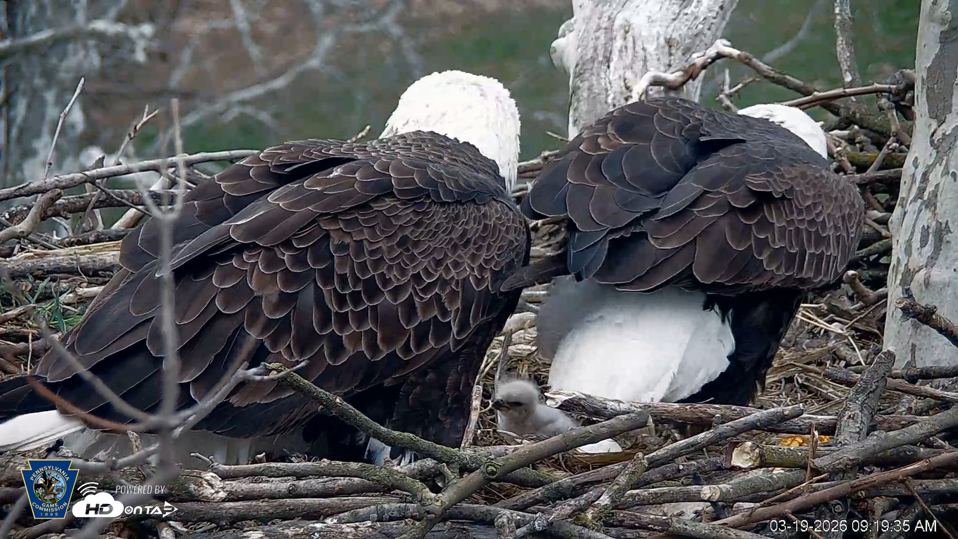 Snapshot of PA Farm Country Eagles Live Cams taken Mar 19, 2026, 9:20am EDT