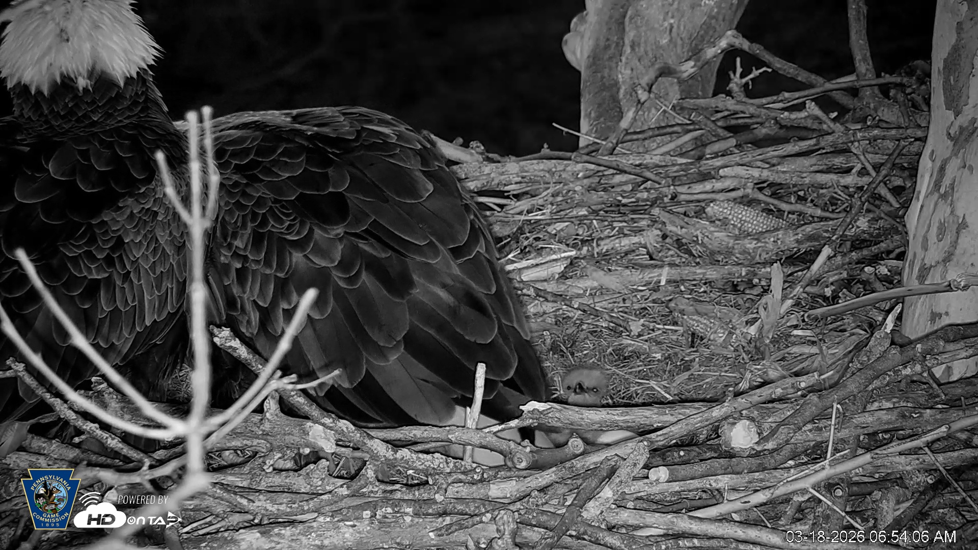 Snapshot of PA Farm Country Eagles Live Cams taken Mar 18, 2026, 6:54am EDT