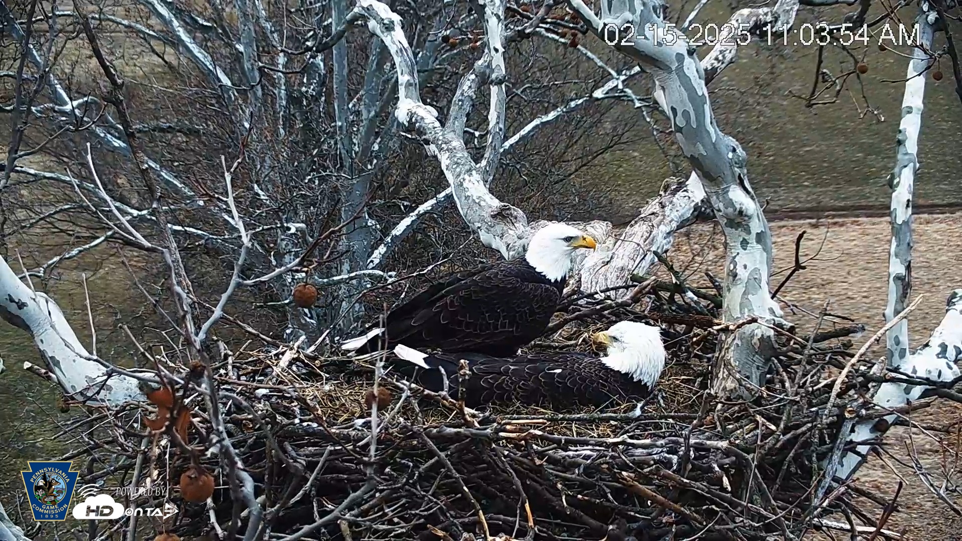 Snapshot of PA Farm Country Eagles Live Cams taken Feb 15, 2025, 11:04am EST