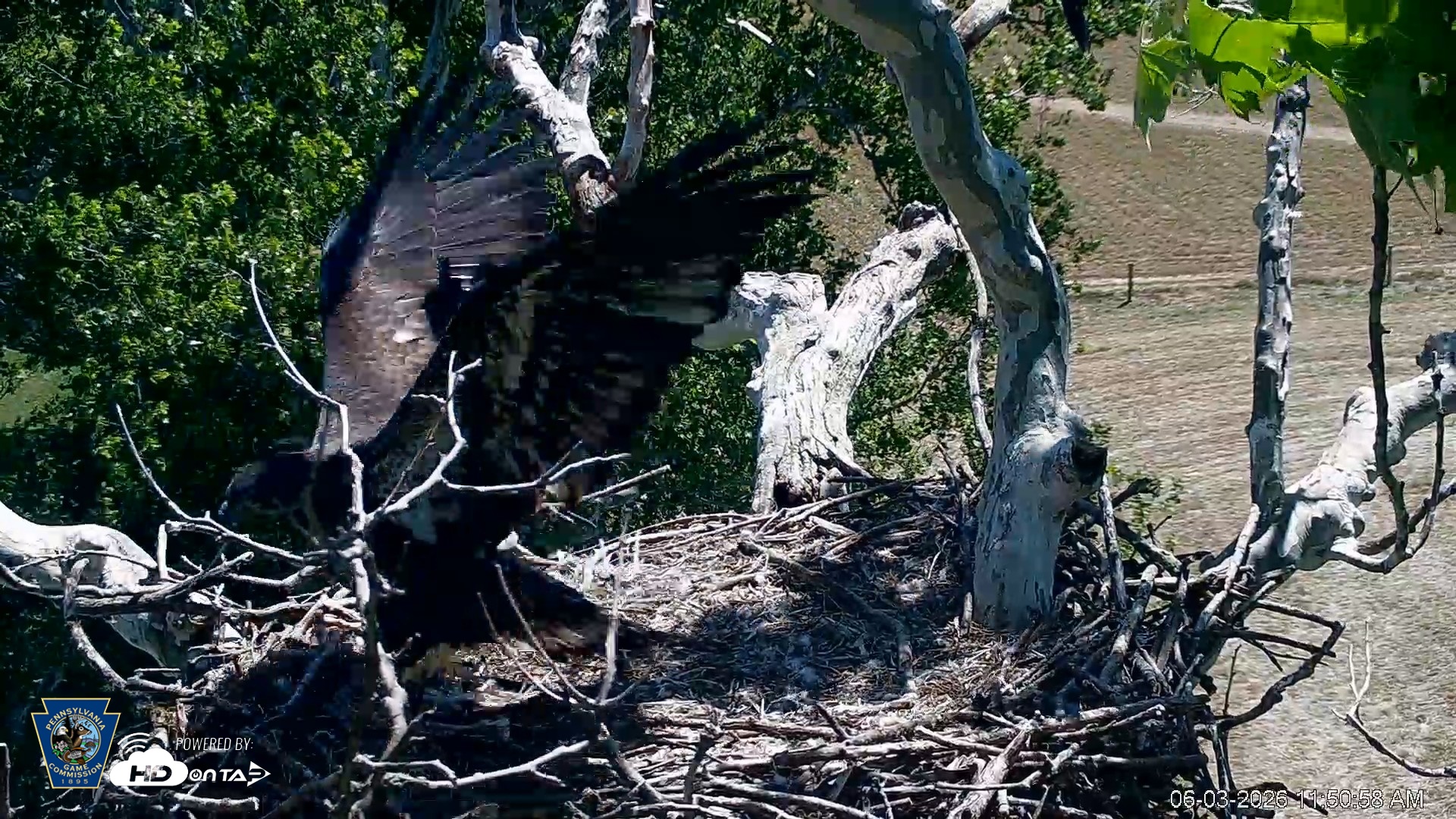 Snapshot of PA Farm Country Eagles Live Cams taken Jun 3, 2026, 11:52am EDT
