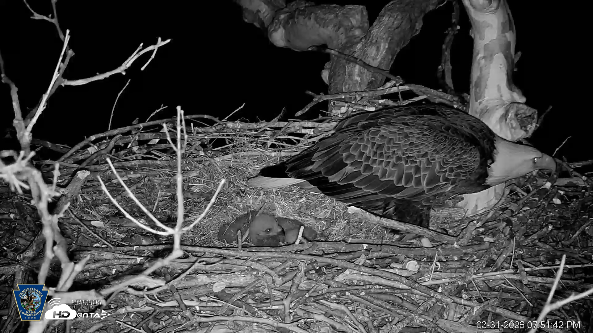Snapshot of PA Farm Country Eagles Live Cams taken Mar 31, 2026, 7:52pm EDT