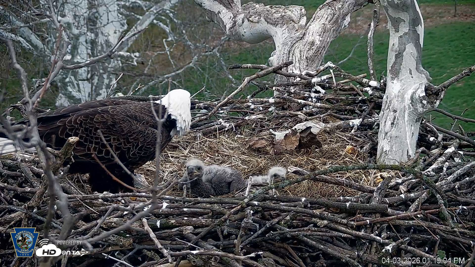 Snapshot of PA Farm Country Eagles Live Cams taken Apr 3, 2026, 1:19pm EDT