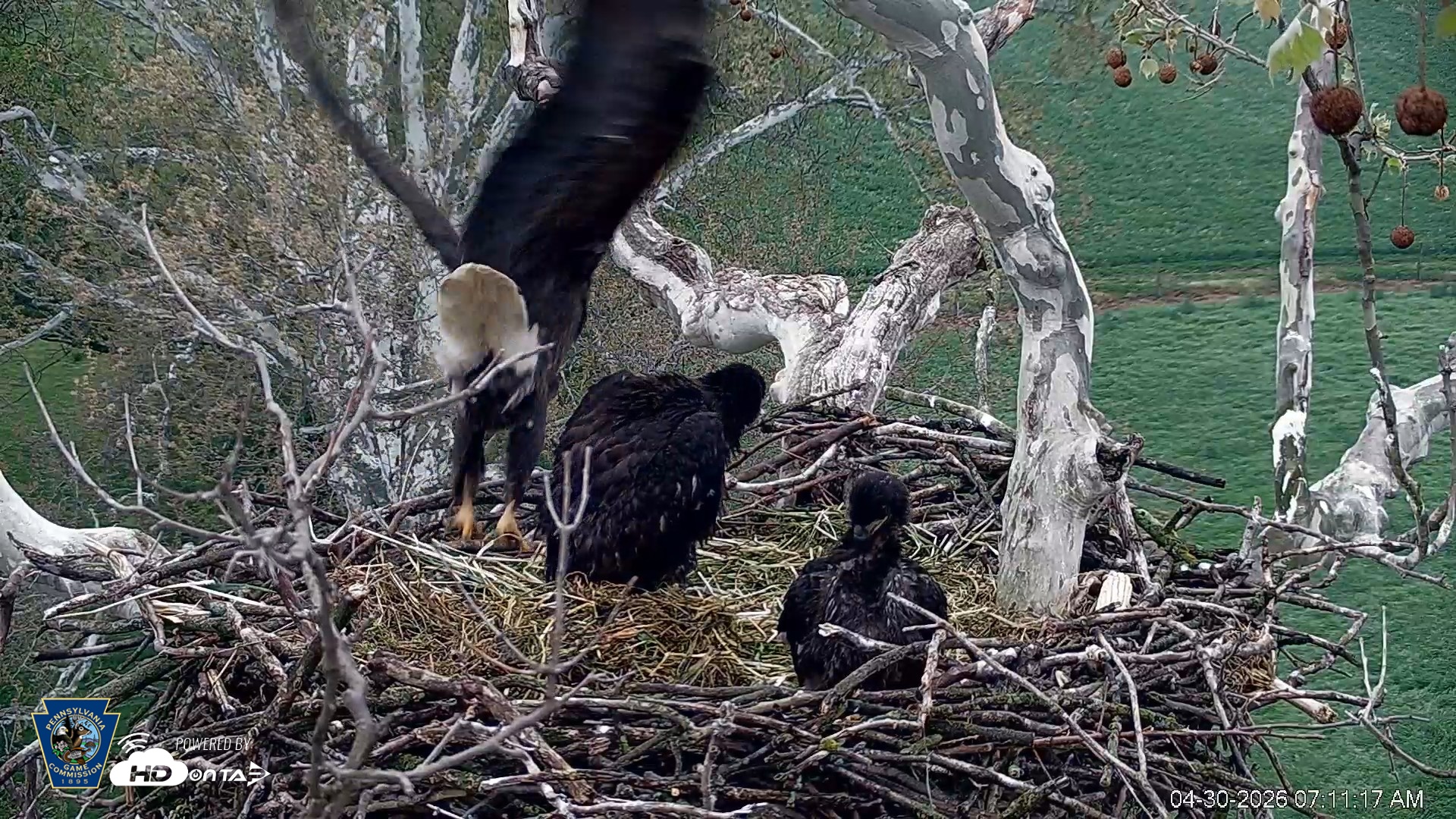 Snapshot of PA Farm Country Eagles Live Cams taken Apr 30, 2026, 7:12am EDT