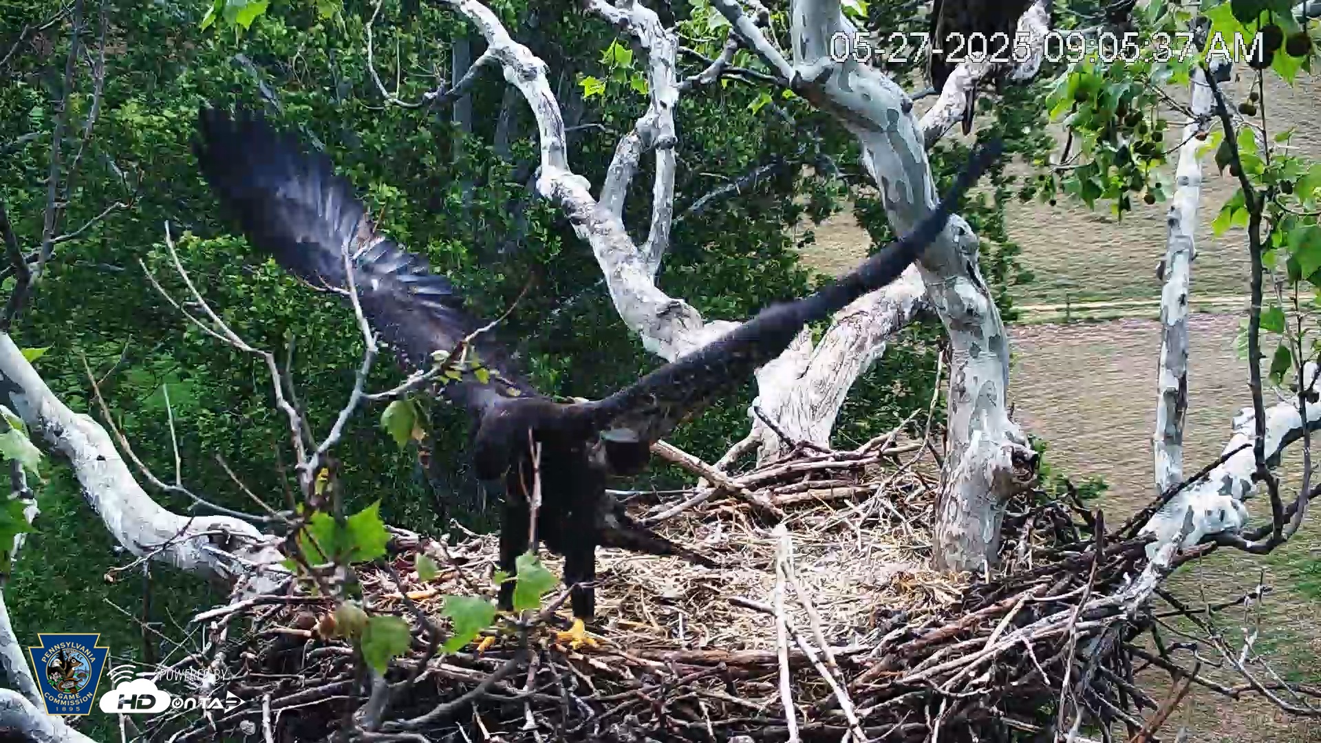 Snapshot of PA Farm Country Eagles Live Cams taken May 27, 2025, 9:06am EDT