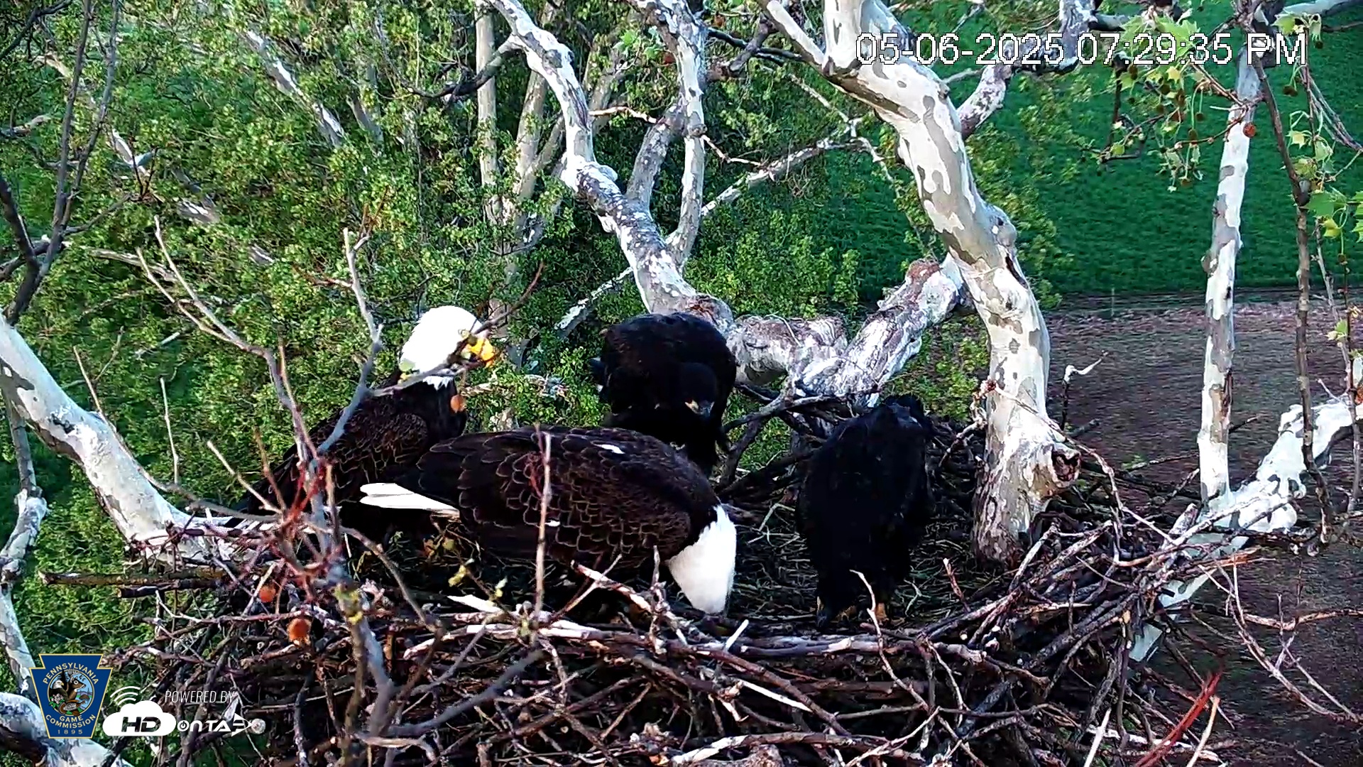 Snapshot of PA Farm Country Eagles Live Cams taken May 6, 2025, 7:30pm EDT