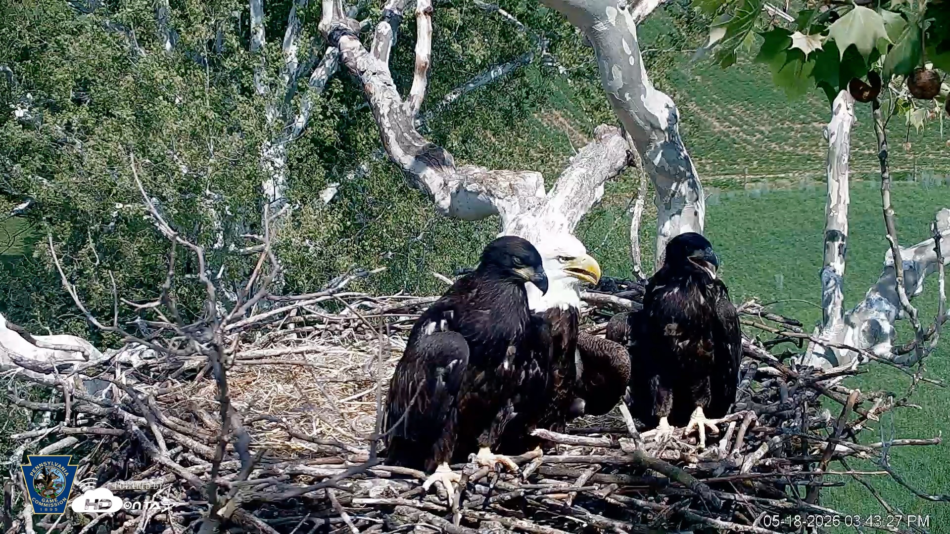 Snapshot of PA Farm Country Eagles Live Cams taken May 18, 2026, 3:44pm EDT