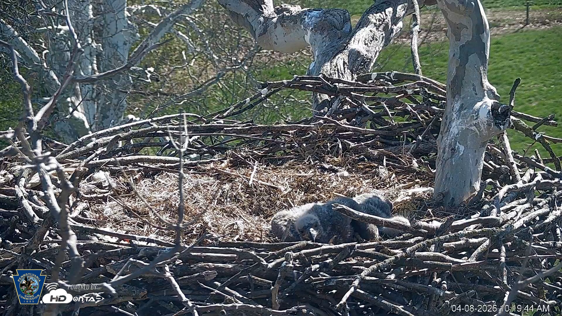 Snapshot of PA Farm Country Eagles Live Cams taken Apr 8, 2026, 10:20am EDT