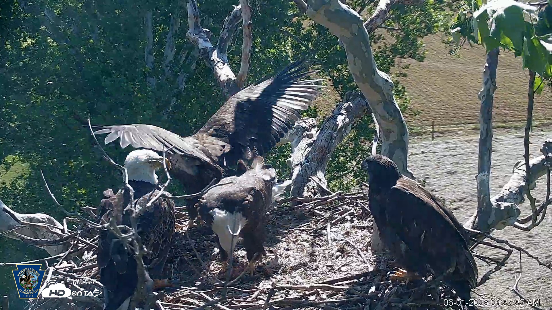 Snapshot of PA Farm Country Eagles Live Cams taken Jun 1, 2026, 9:38am EDT