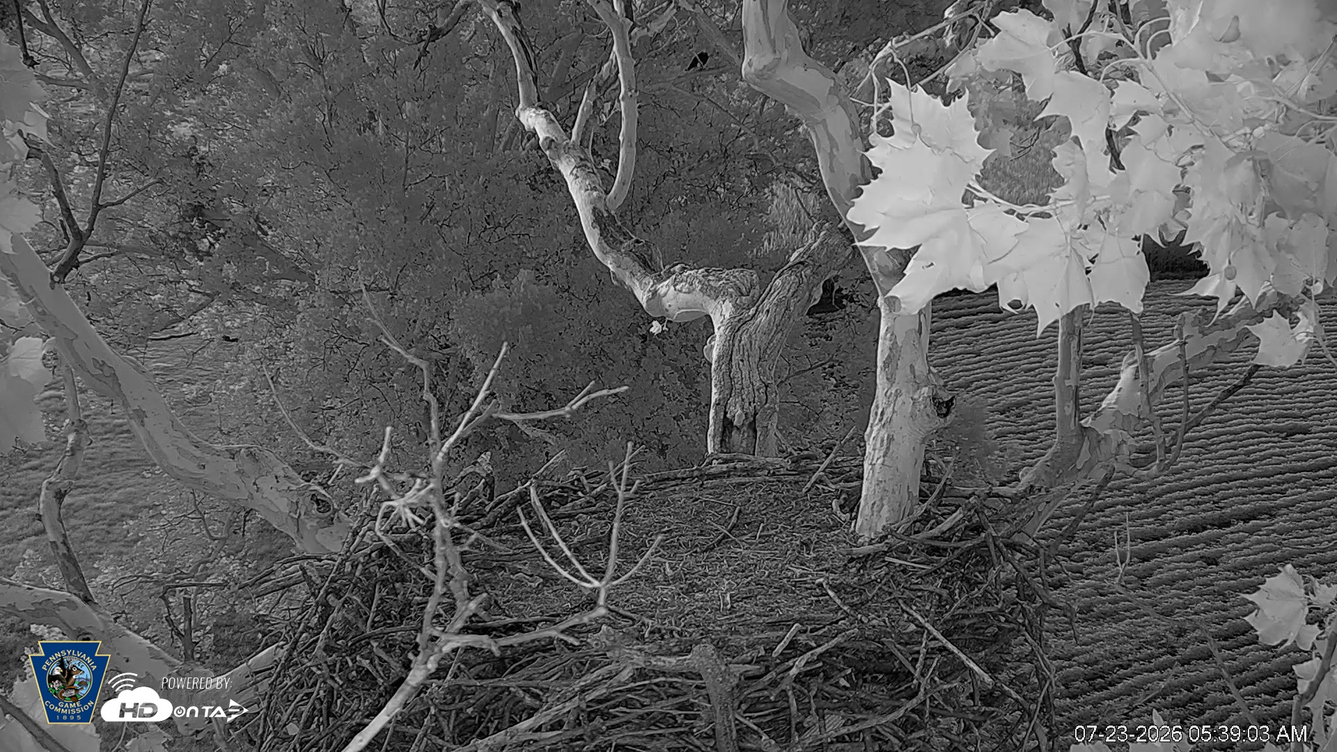 Snapshot of PA Farm Country Eagles Live Cams taken Jul 23, 2026, 5:40am EDT