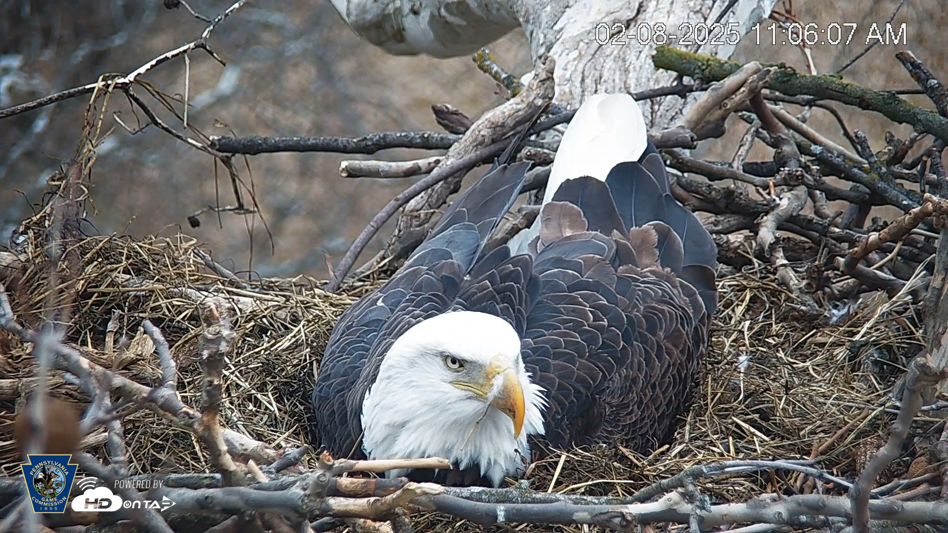 Snapshot of PA Farm Country Eagles Live Cams taken Feb 8, 2025, 11:06am EST