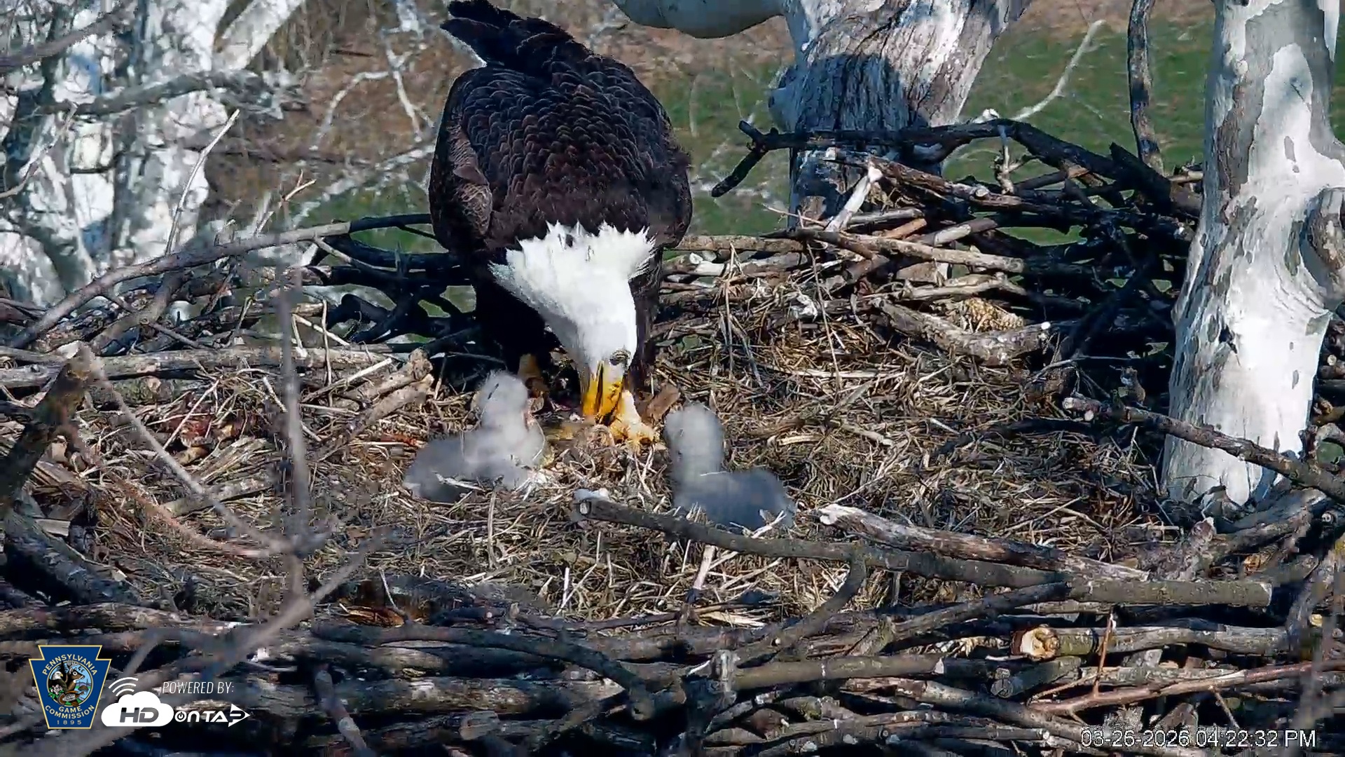 Snapshot of PA Farm Country Eagles Live Cams taken Mar 26, 2026, 4:23pm EDT