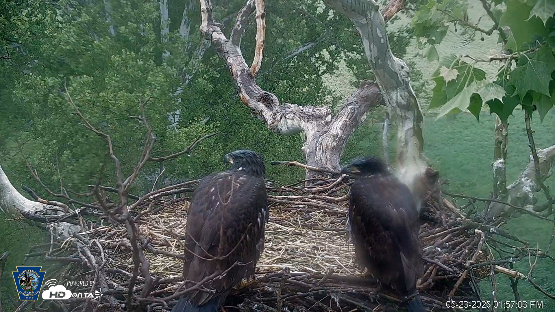 Snapshot of PA Farm Country Eagles Live Cams taken May 23, 2026, 1:57pm EDT