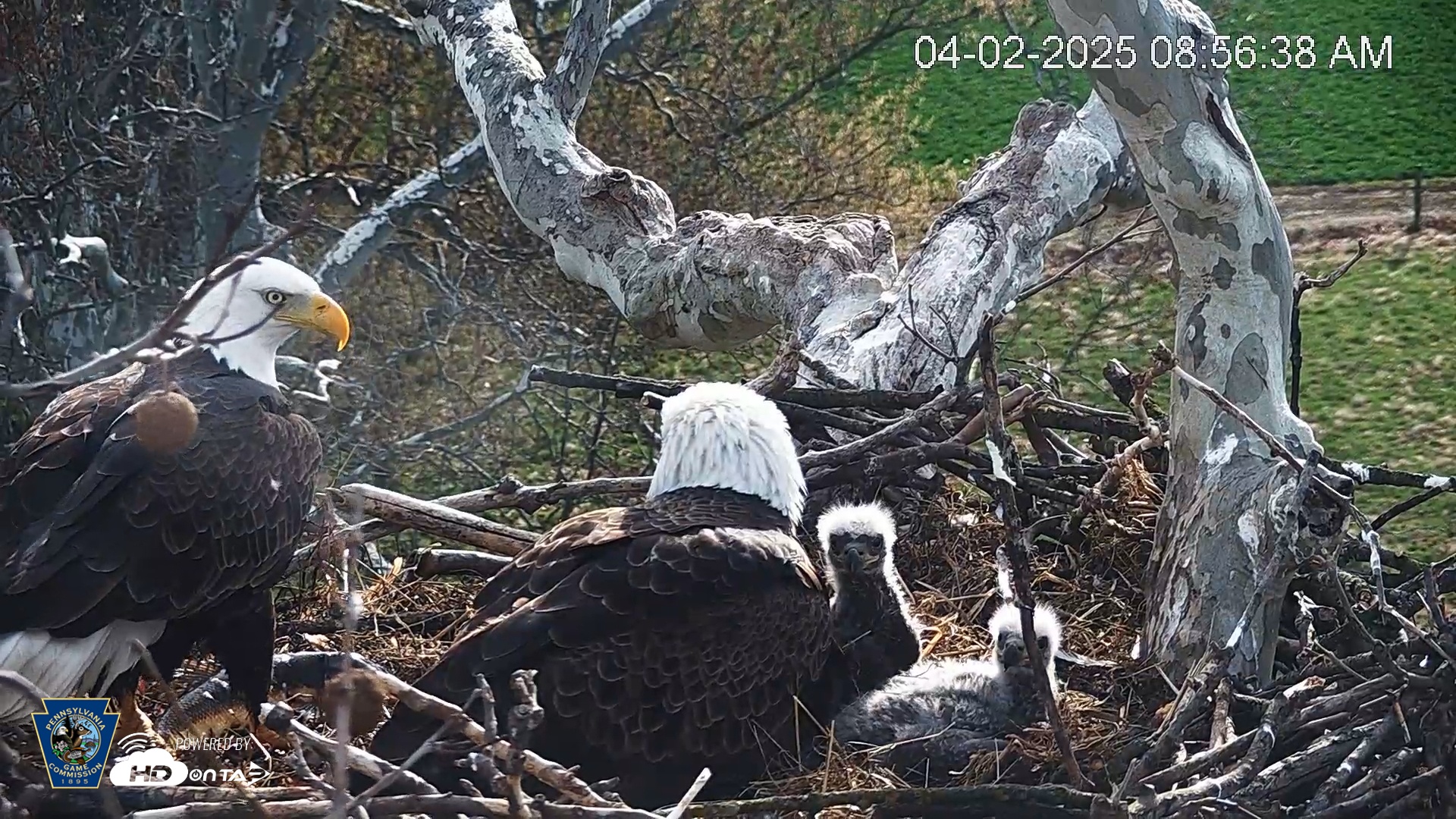 Snapshot of PA Farm Country Eagles Live Cams taken Apr 2, 2025, 8:57am EDT
