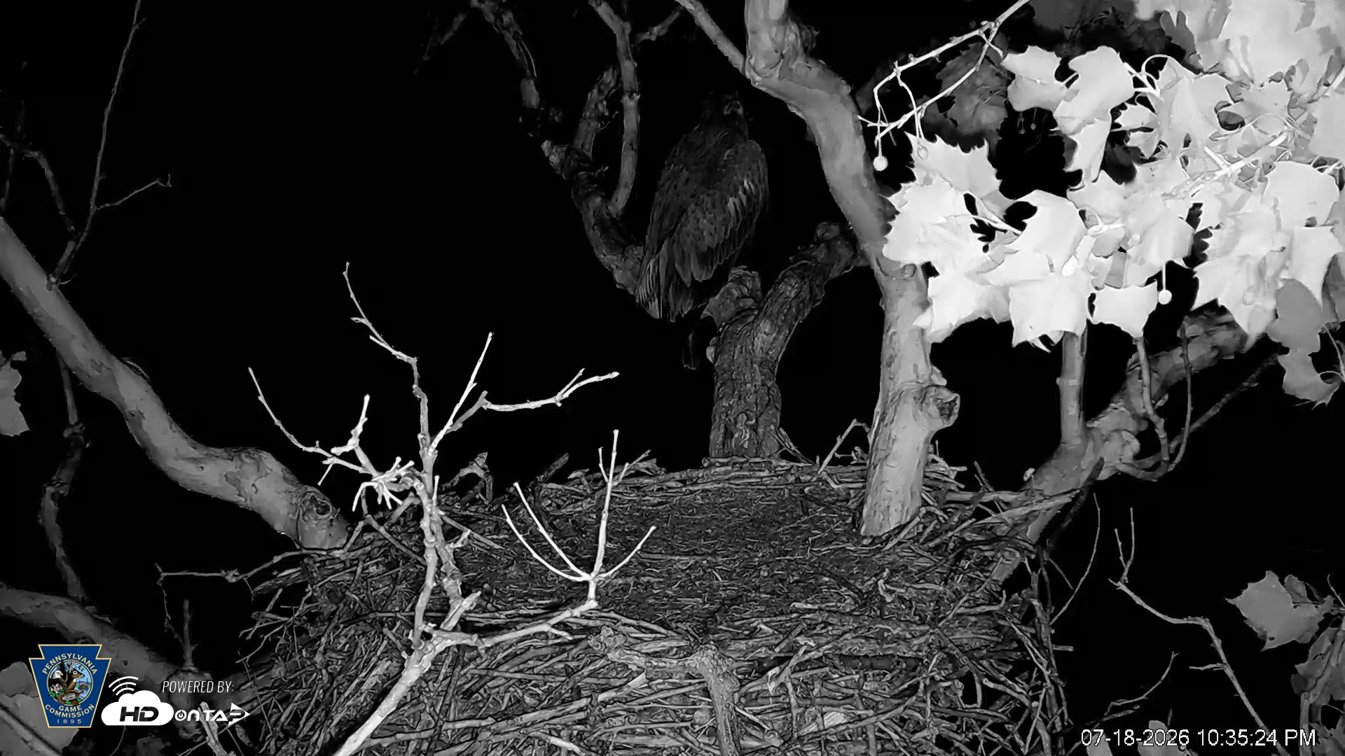 Snapshot of PA Farm Country Eagles Live Cams taken Jul 18, 2026, 10:36pm EDT