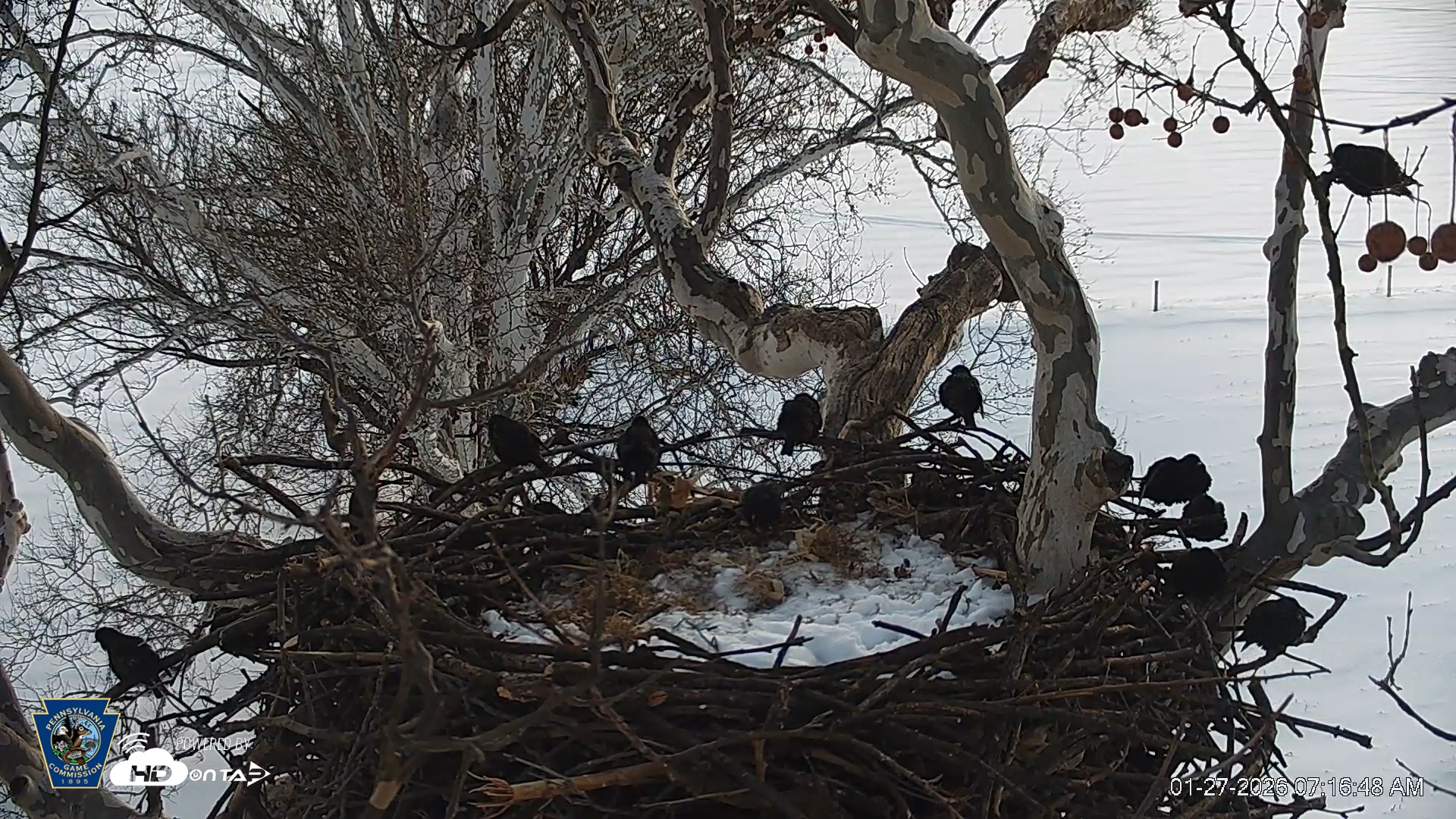 Snapshot of PA Farm Country Eagles Live Cams taken Jan 27, 2026, 7:17am EST