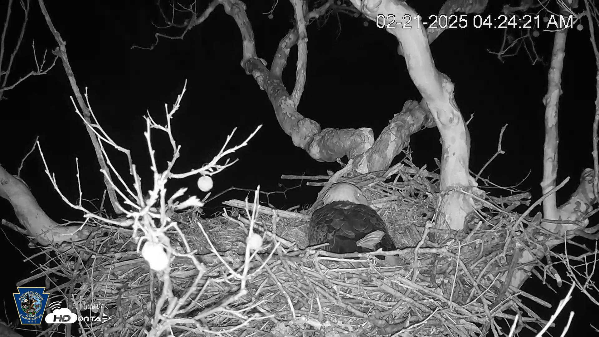 Snapshot of PA Farm Country Eagles Live Cams taken Feb 21, 2025, 4:25am EST