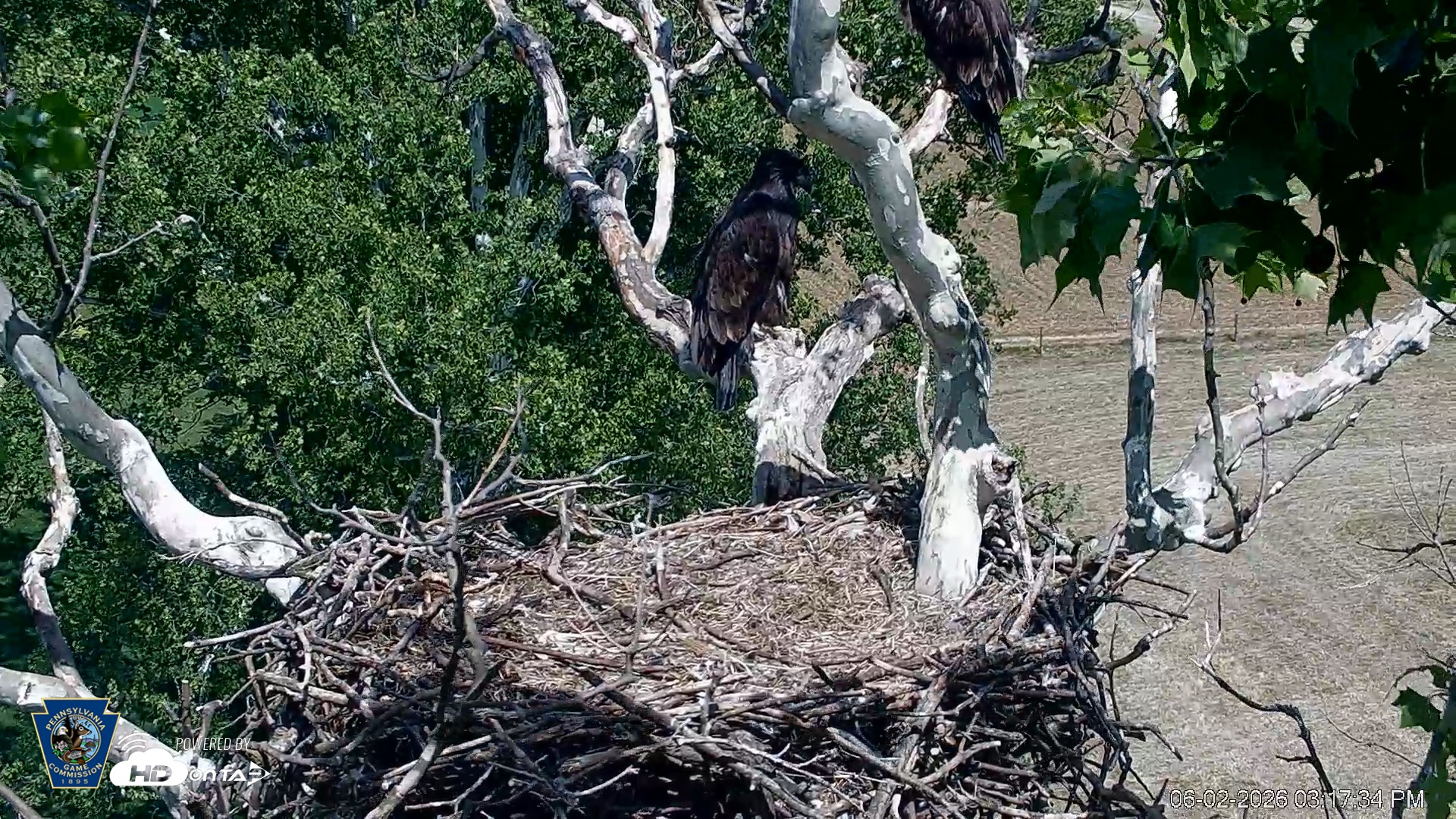Snapshot of PA Farm Country Eagles Live Cams taken Jun 2, 2026, 3:18pm EDT