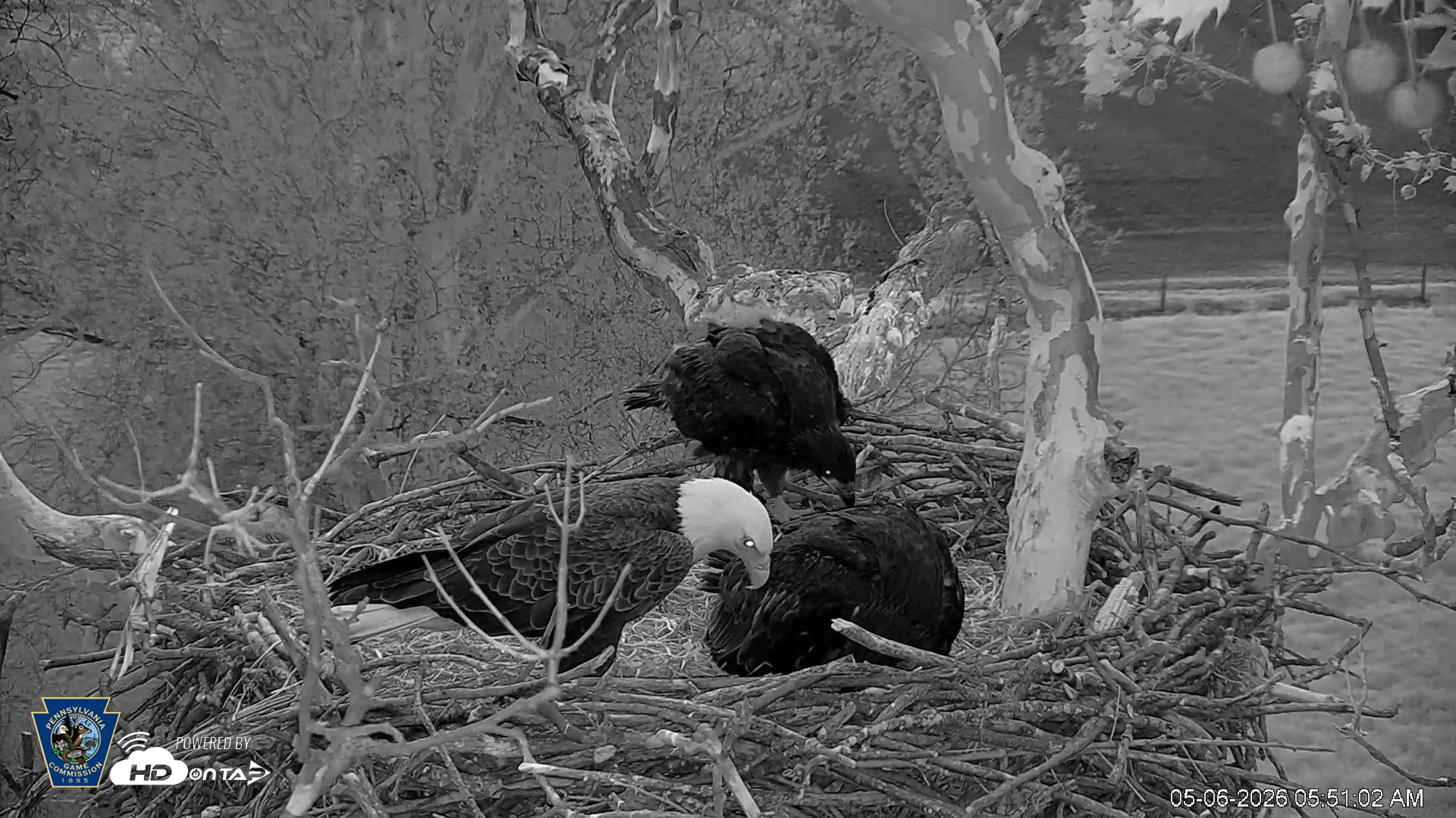 Snapshot of PA Farm Country Eagles Live Cams taken May 6, 2026, 5:51am EDT