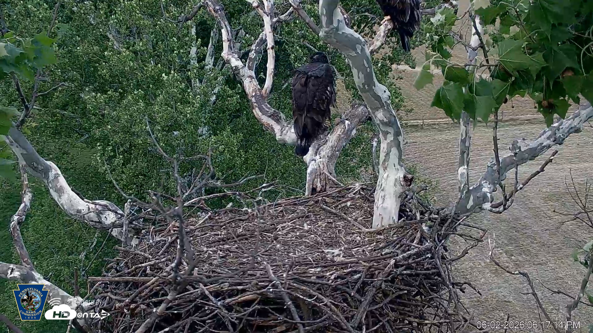 Snapshot of PA Farm Country Eagles Live Cams taken Jun 2, 2026, 6:19pm EDT