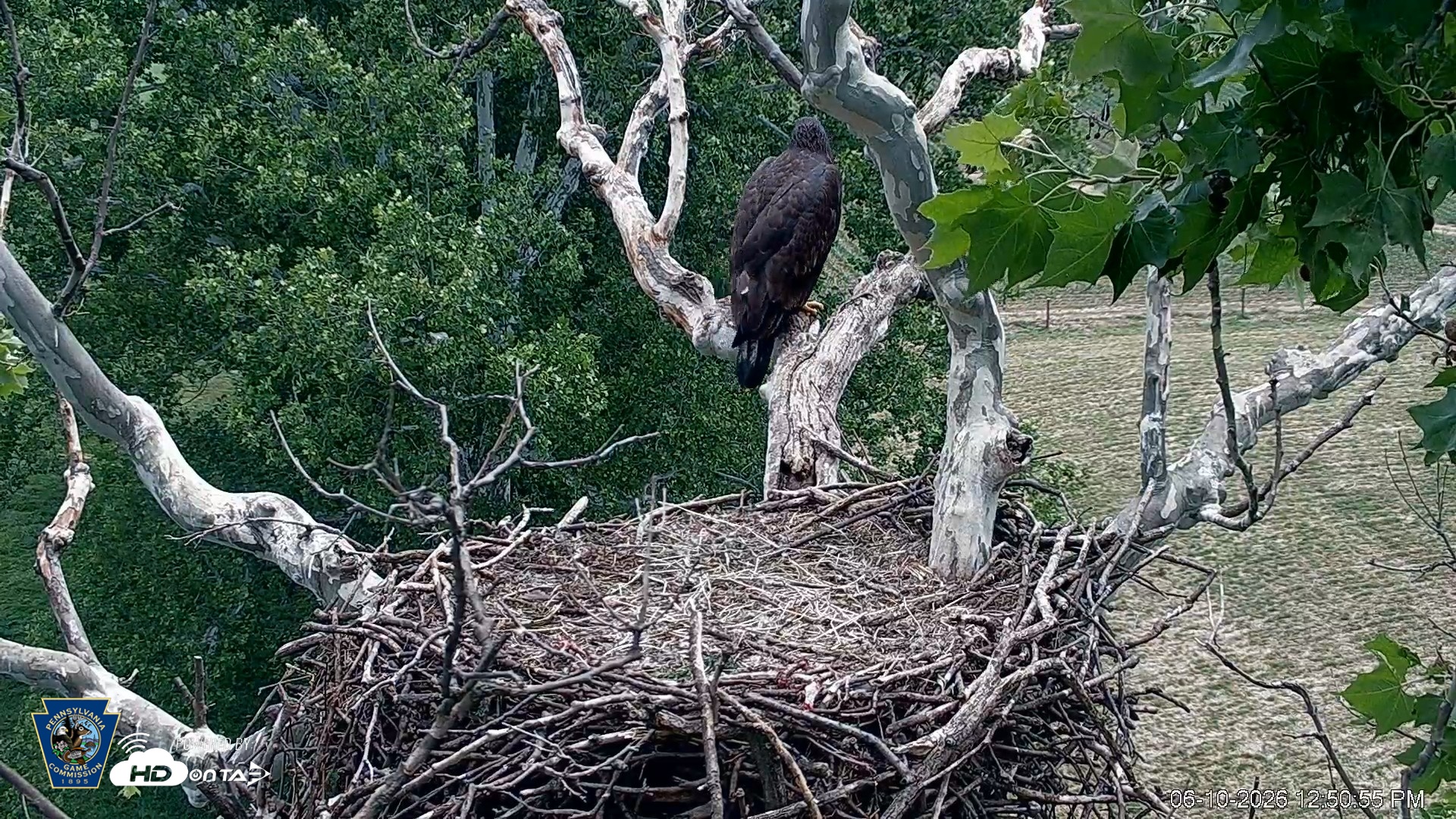 Snapshot of PA Farm Country Eagles Live Cams taken Jun 10, 2026, 12:51pm EDT