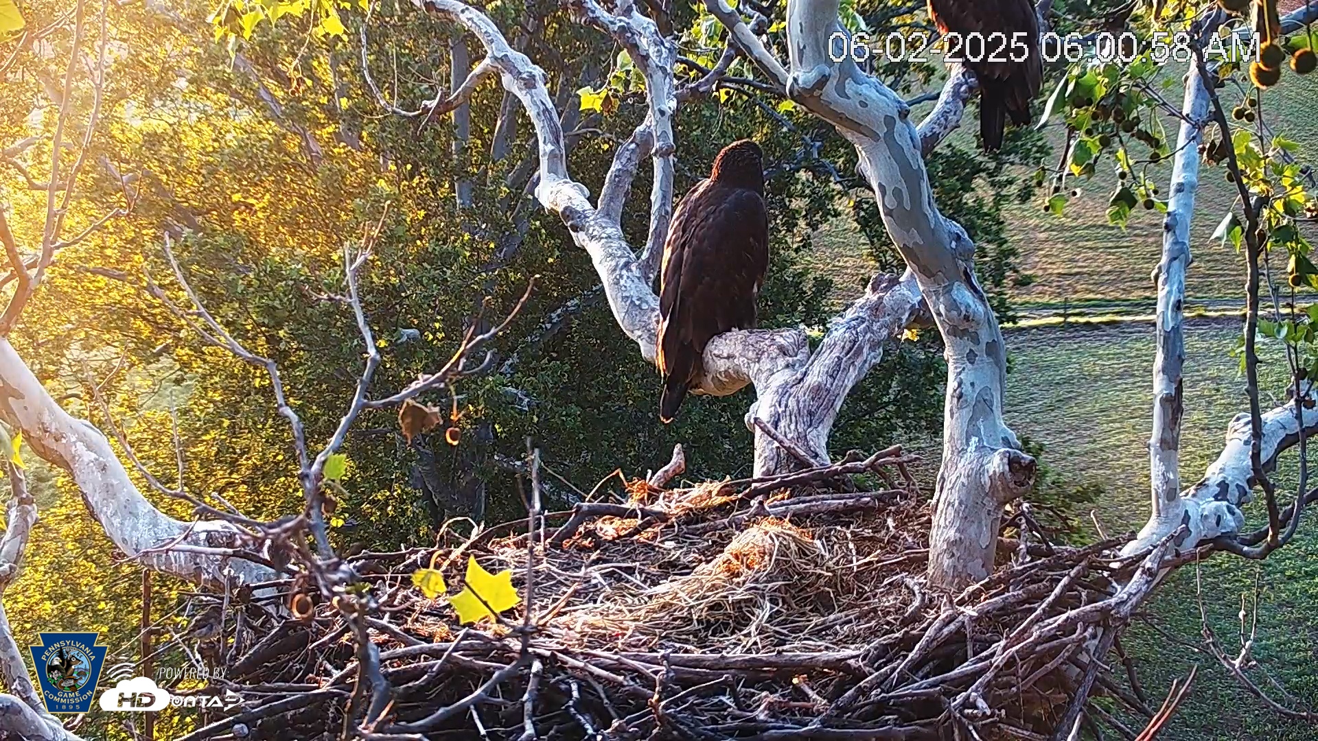 Snapshot of PA Farm Country Eagles Live Cams taken Jun 2, 2025, 6:01am EDT