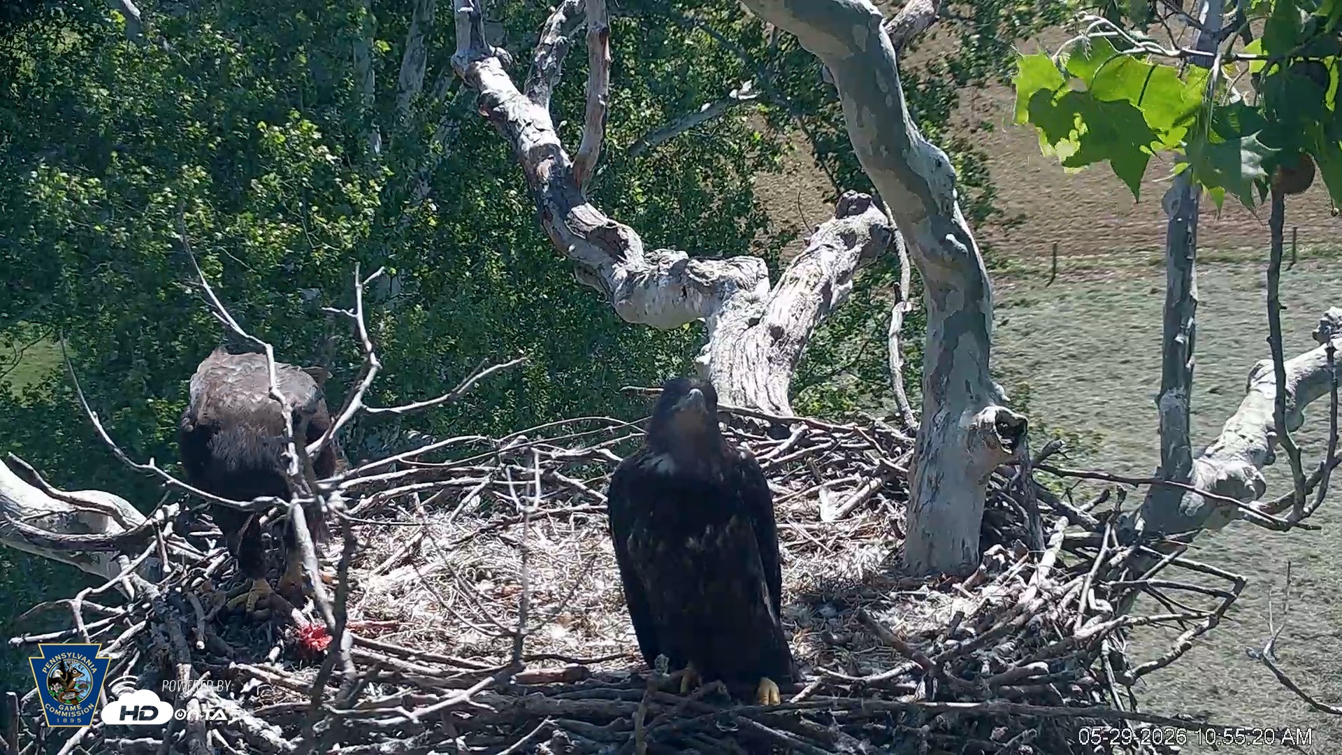 Snapshot of PA Farm Country Eagles Live Cams taken May 29, 2026, 10:56am EDT