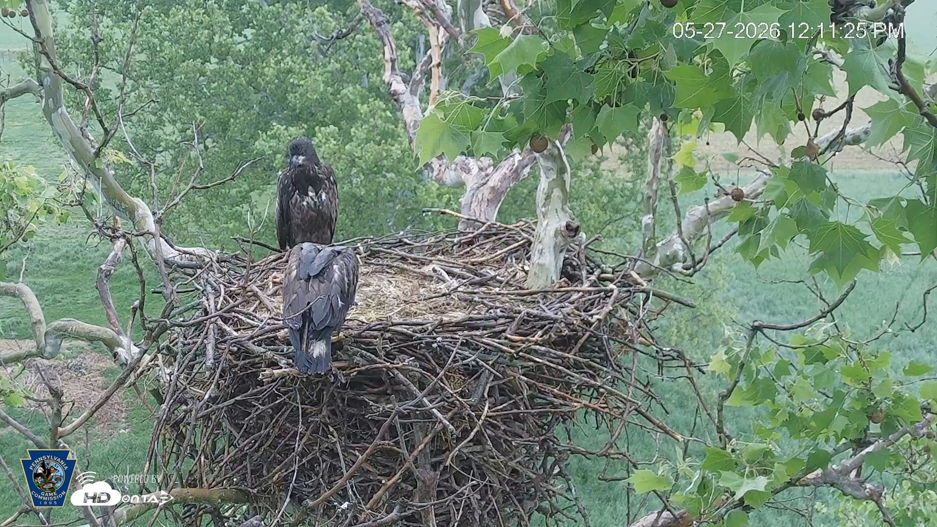 Snapshot of PA Farm Country Eagles Live Cams taken May 27, 2026, 12:12pm EDT